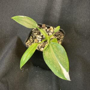 Philodendron White Wizard