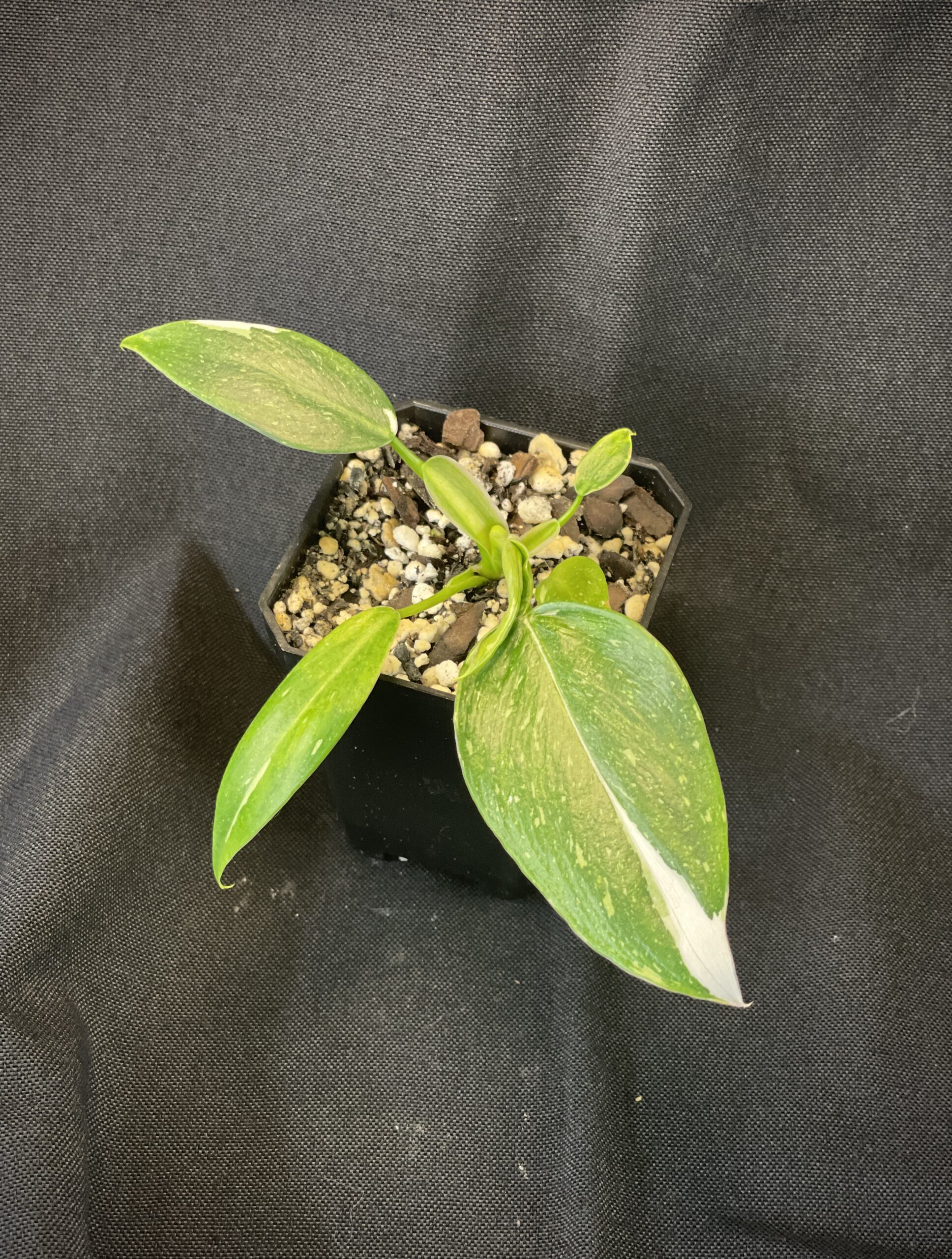 Philodendron White Wizard