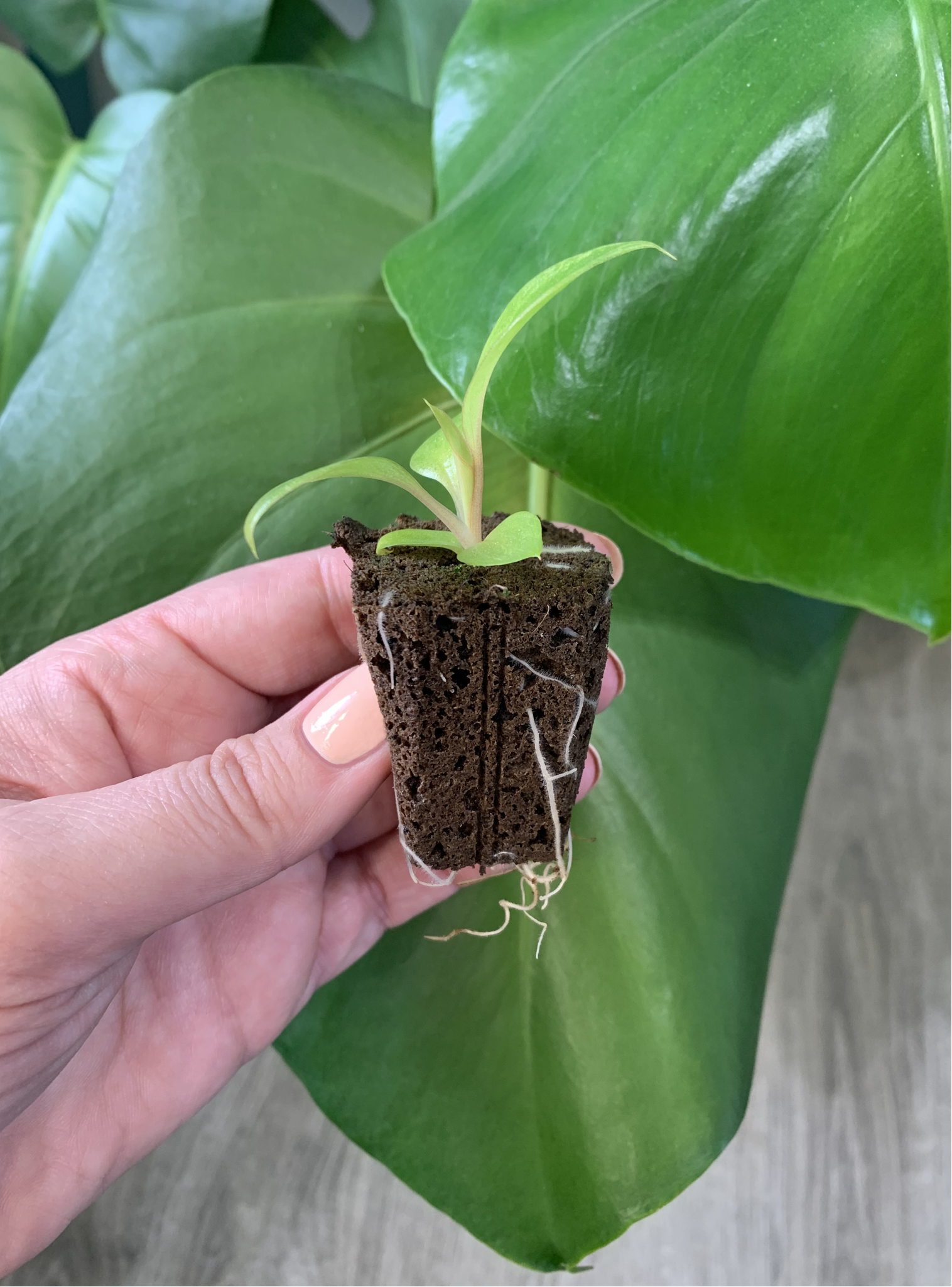 Philodendron Paraiso Verde - Image 4