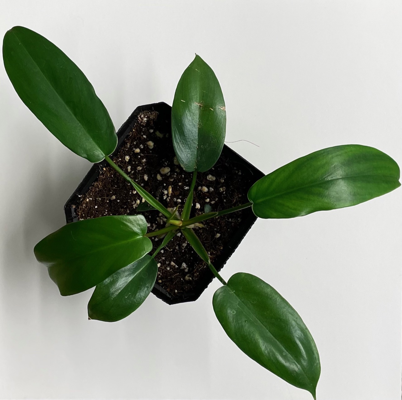 Philodendron Florida (green) - Image 4