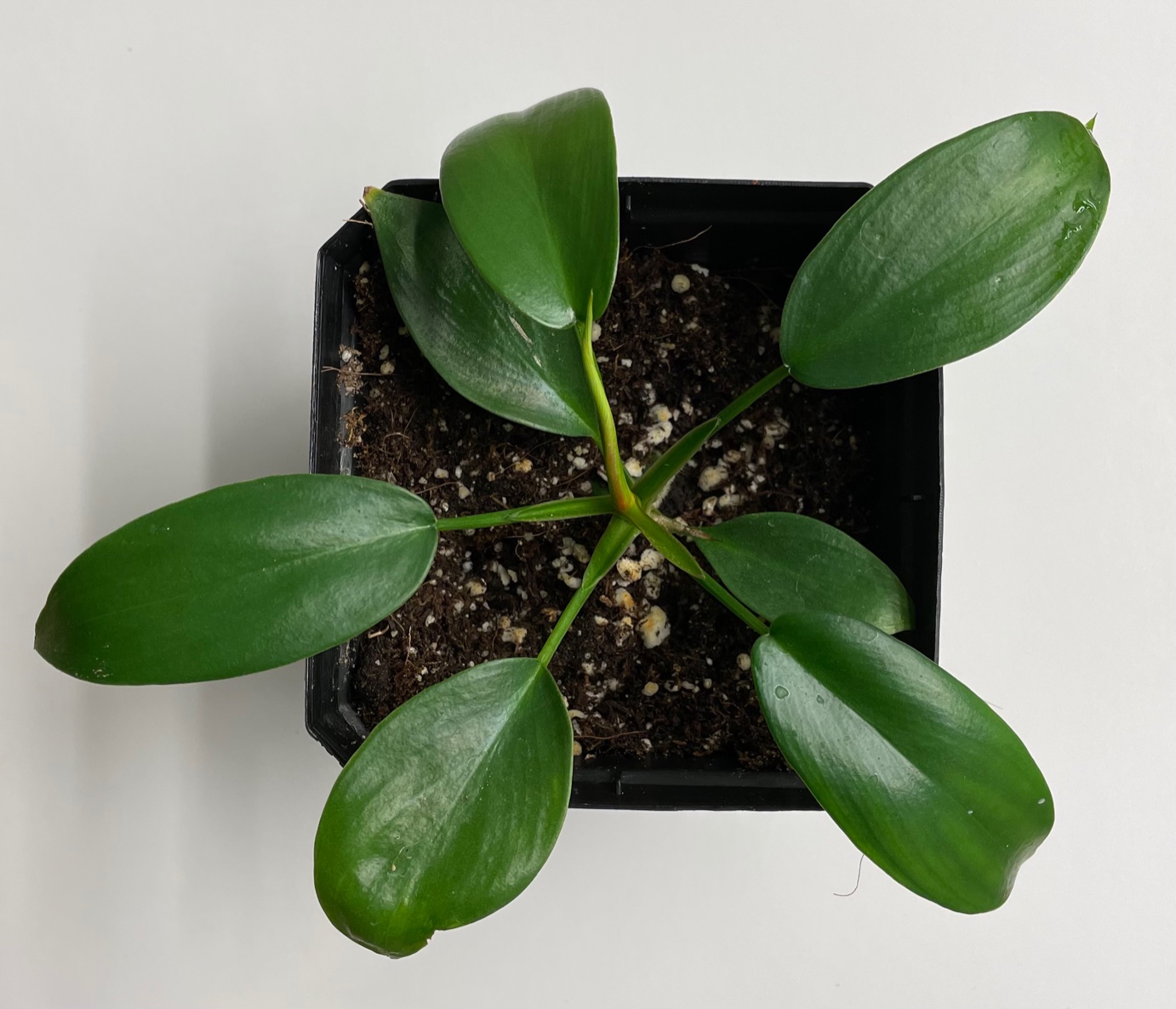 Philodendron Florida (green) - Image 3