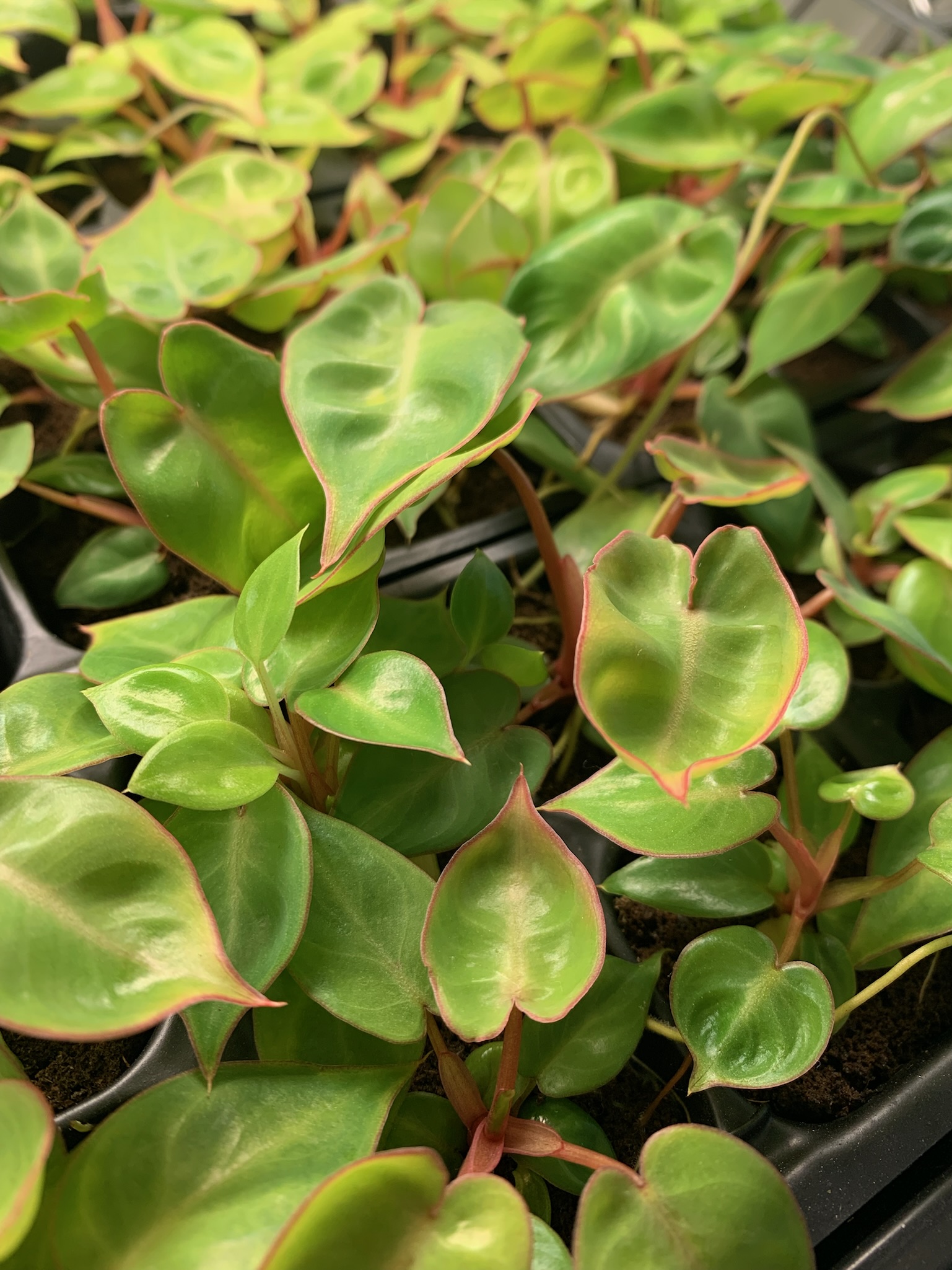Philodendron Billietiae - Image 5