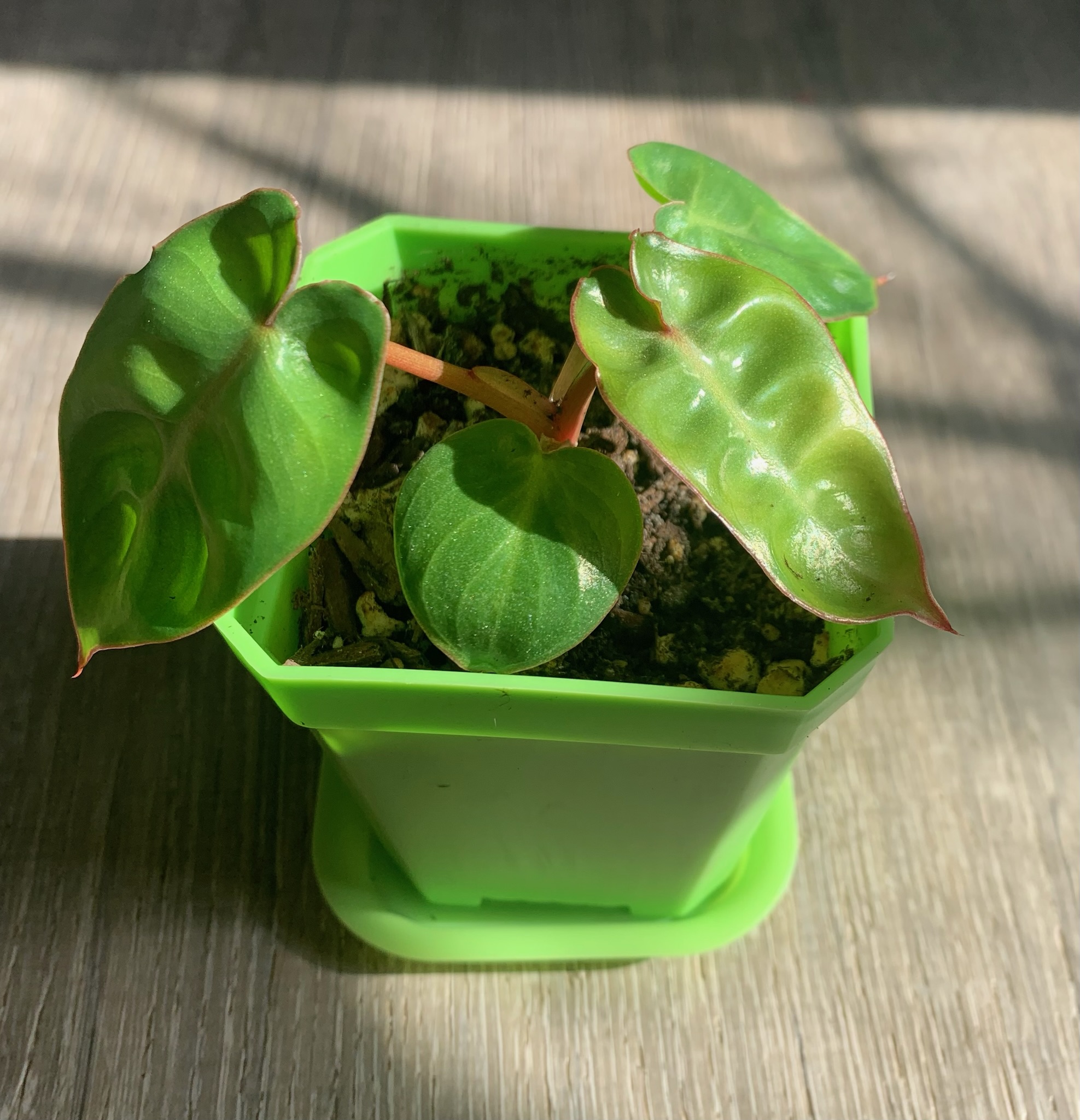 Philodendron Billietiae - Image 3