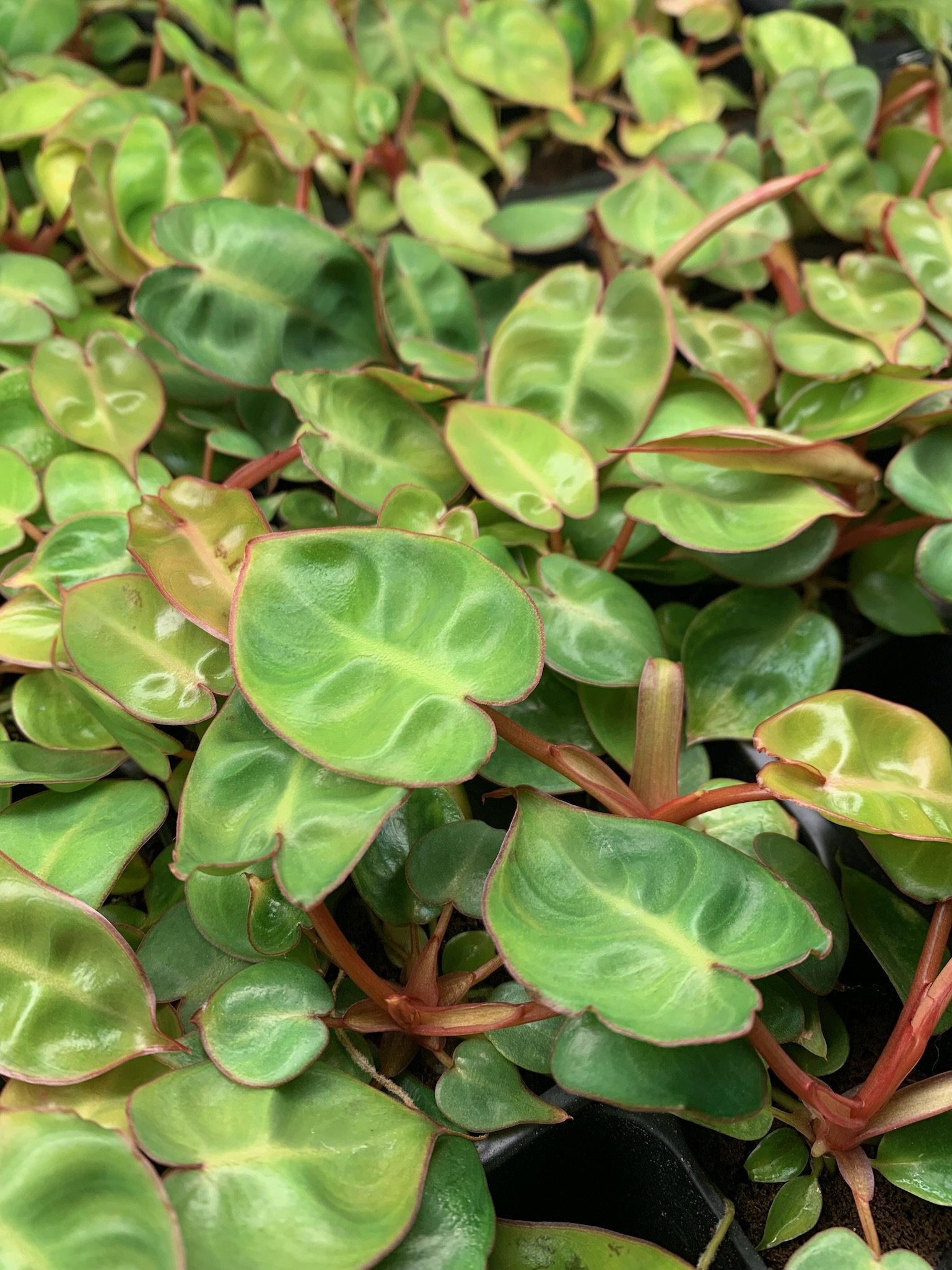 Philodendron Billietiae - Image 4
