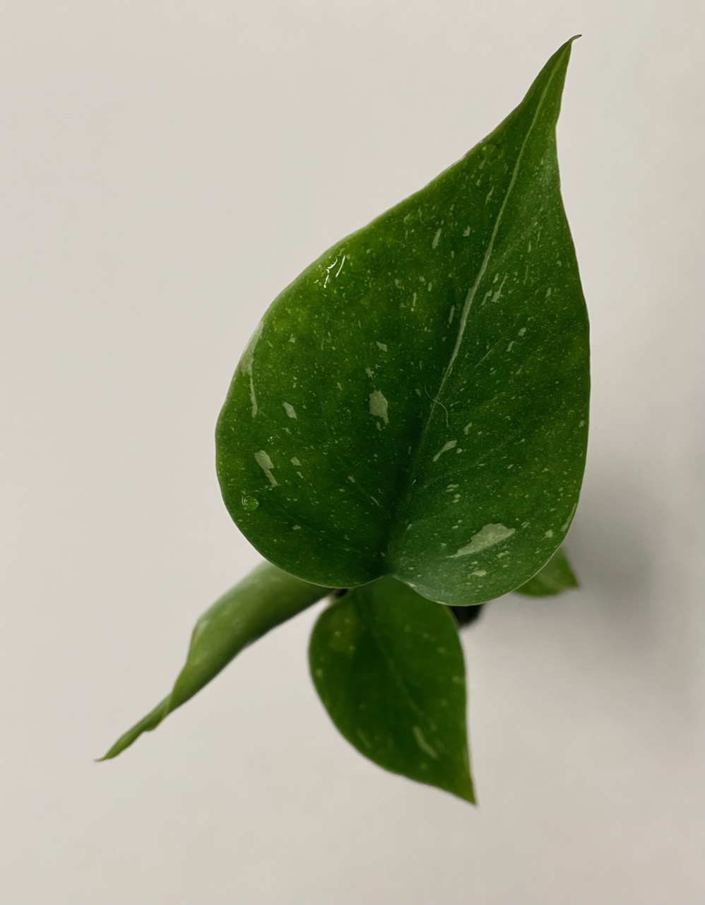 Monstera Deliciosa Thai Constellation - Image 5