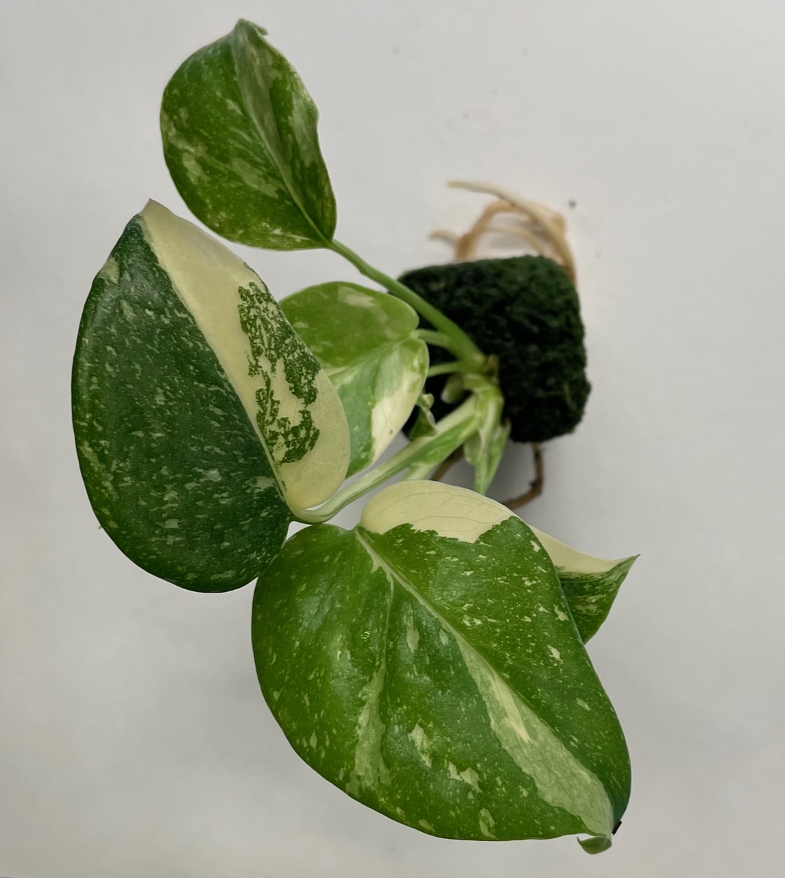 Monstera Deliciosa Thai Constellation - Image 4