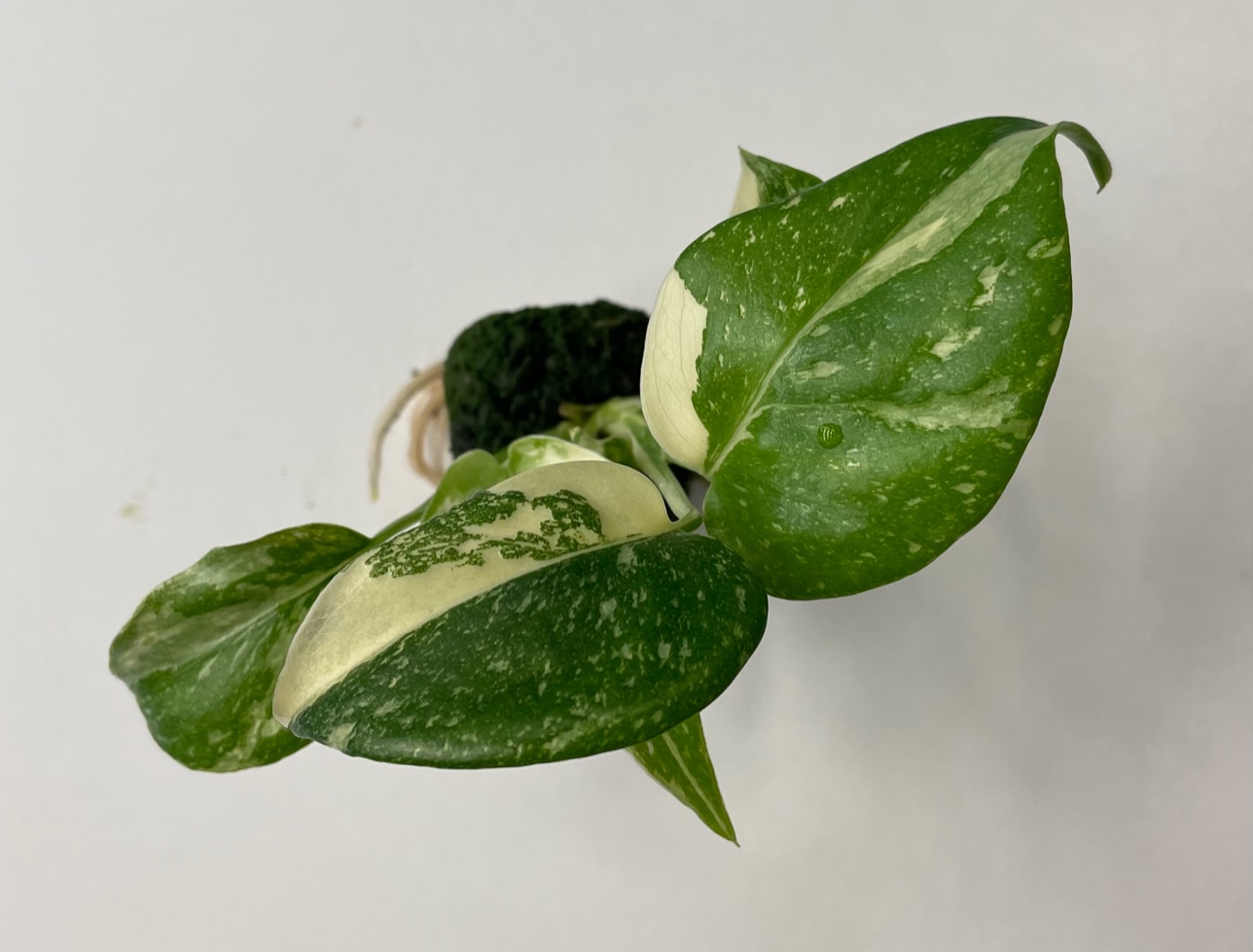 Monstera Deliciosa Thai Constellation - Image 3