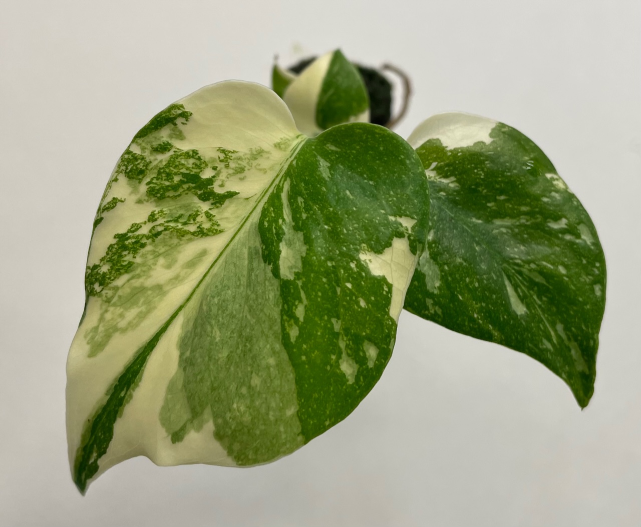 Monstera Deliciosa Thai Constellation - Image 2