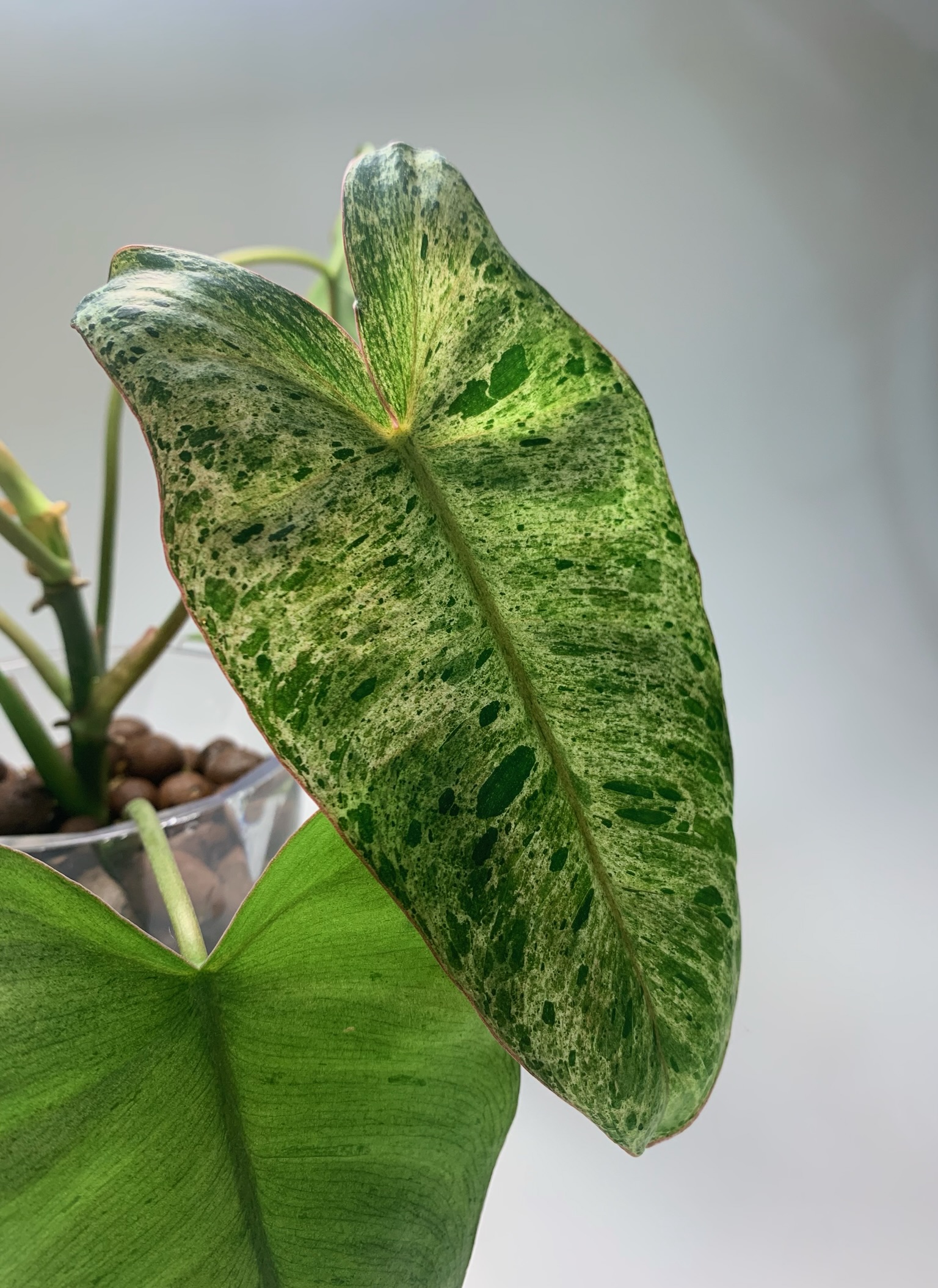 Philodendron Paraiso Verde - Image 8