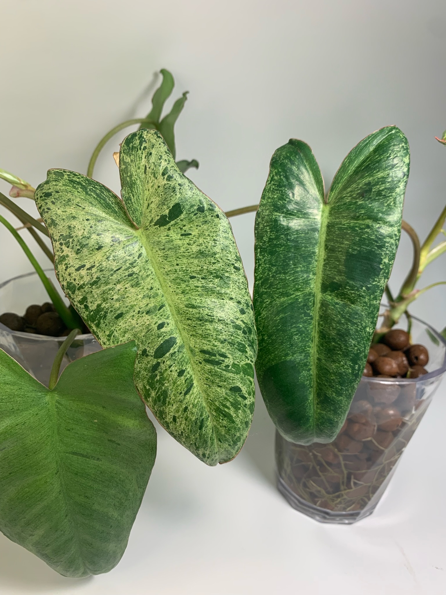 Philodendron Paraiso Verde - Image 7