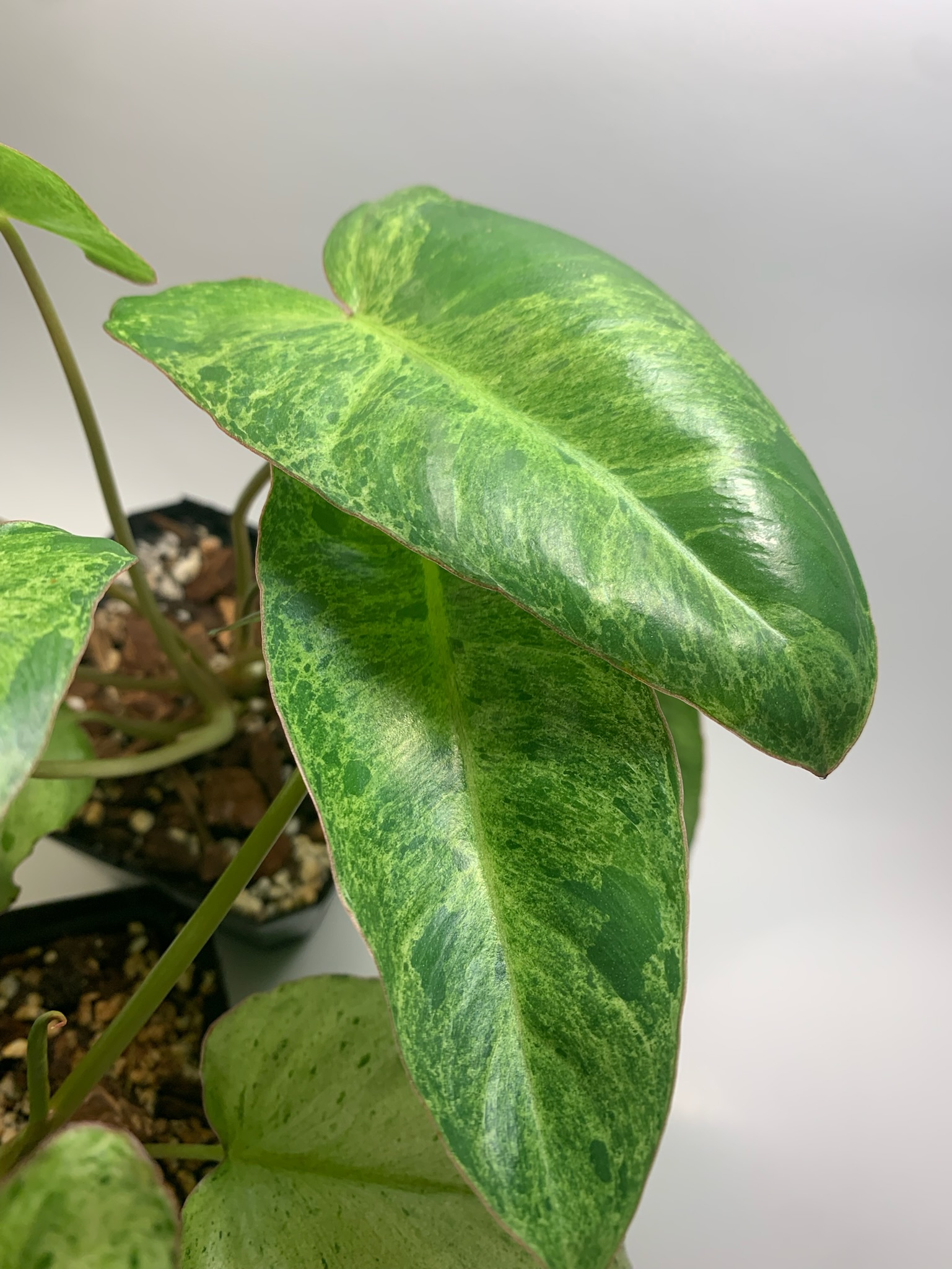 Philodendron Paraiso Verde - Image 5