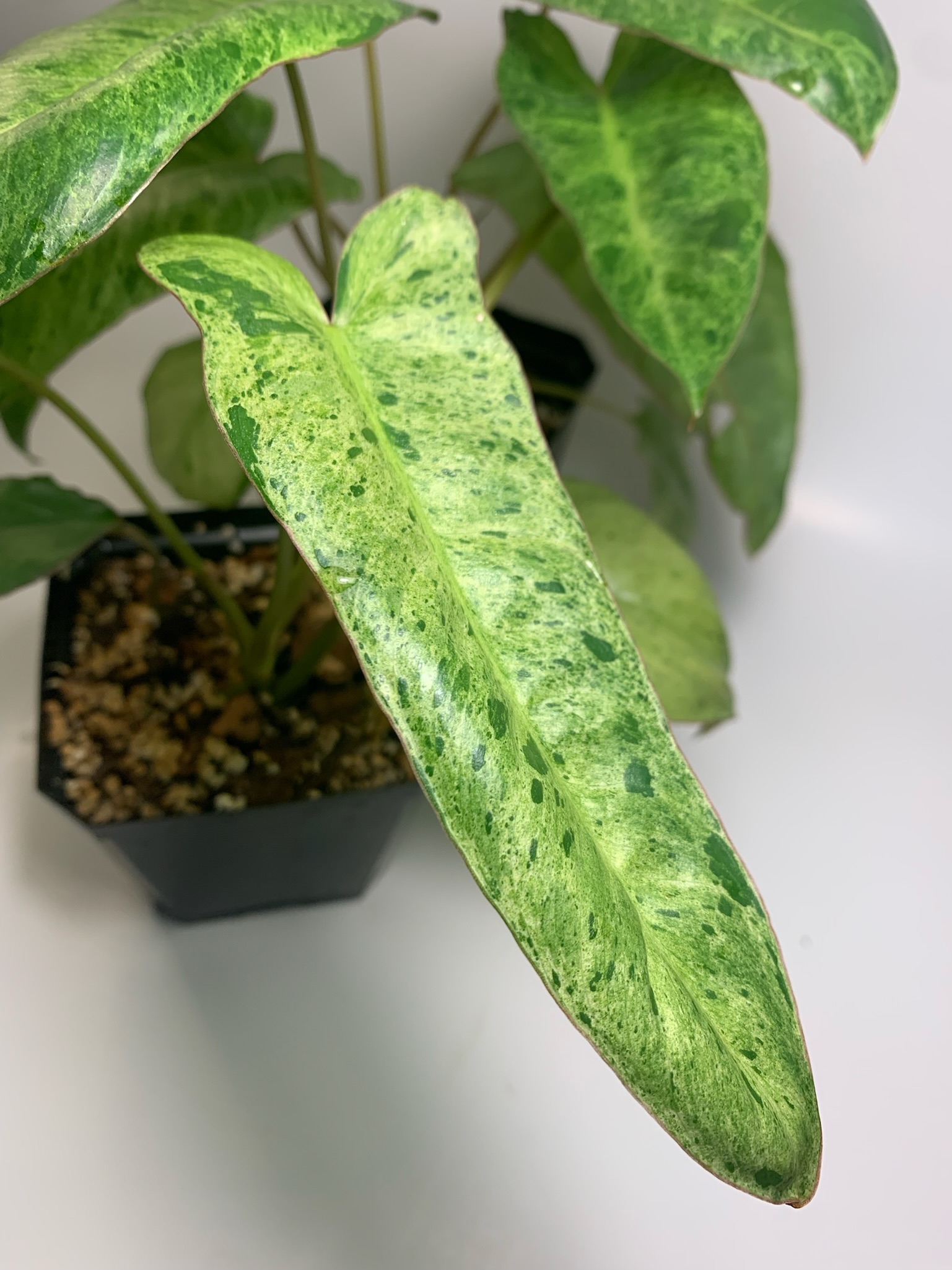 Philodendron Paraiso Verde - Image 6