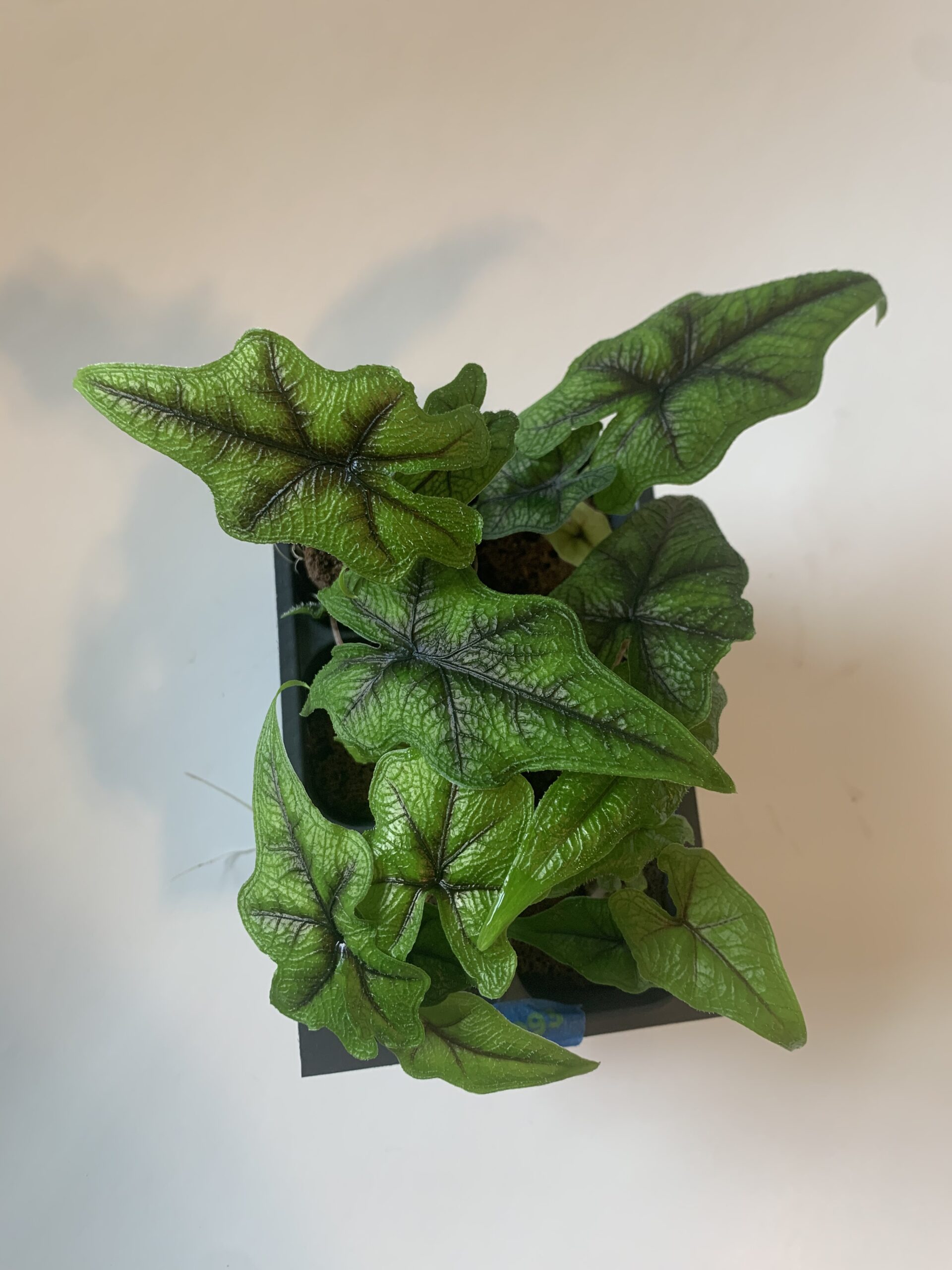 Alocasia Tandurusa/Jacklyn - Image 3