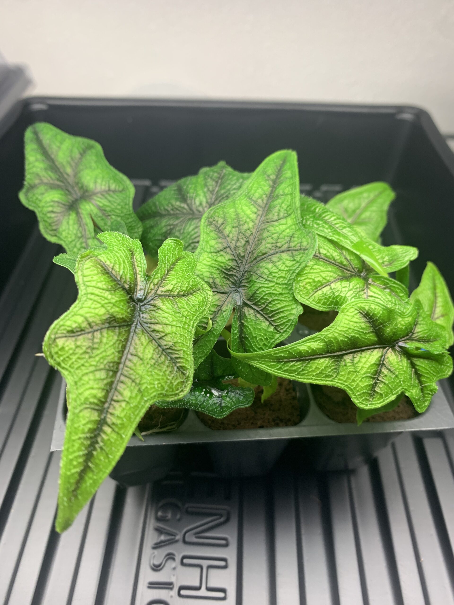 Alocasia Tandurusa/Jacklyn - Image 2