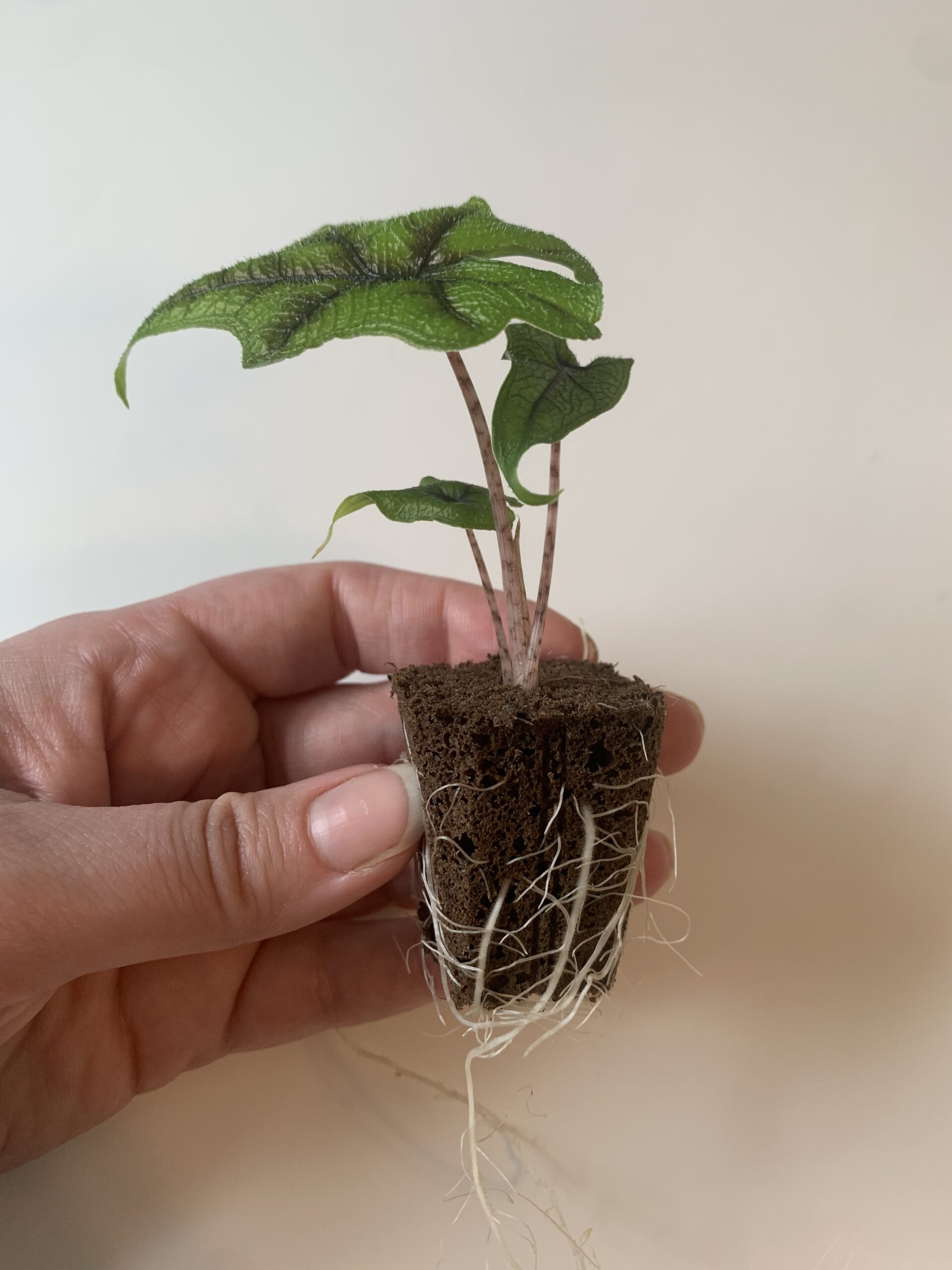 Alocasia Tandurusa/Jacklyn - Image 4