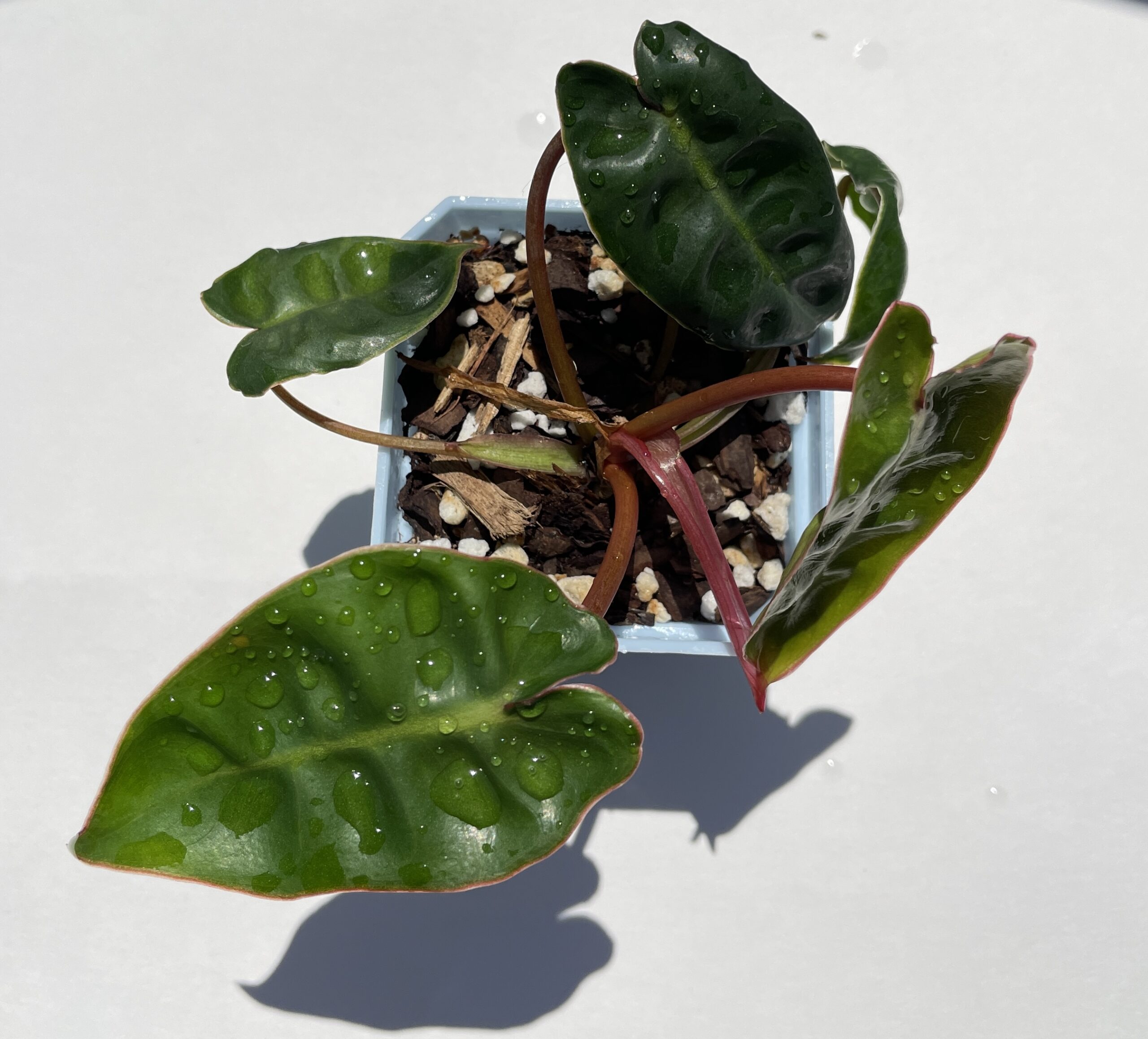 Philodendron Billietiae - Image 6