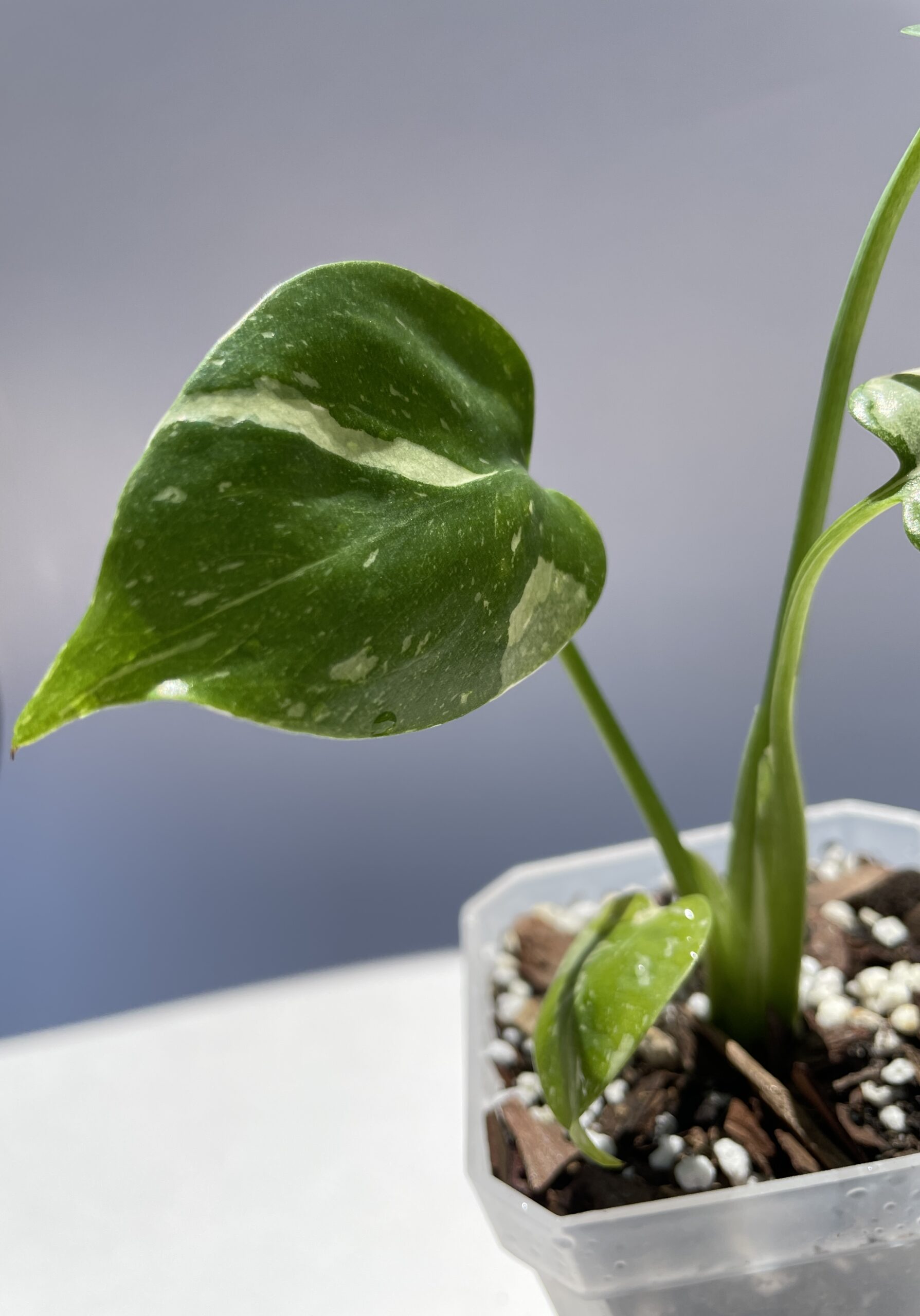 Monstera Deliciosa Thai Constellation - Image 8