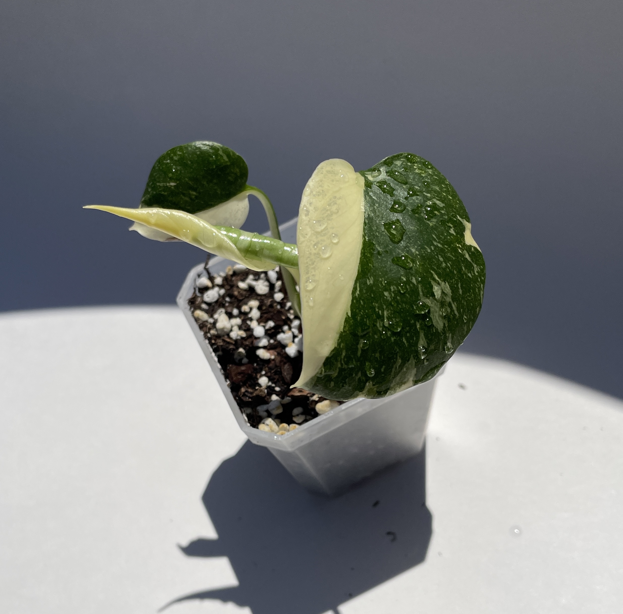 Monstera Deliciosa Thai Constellation - Image 11