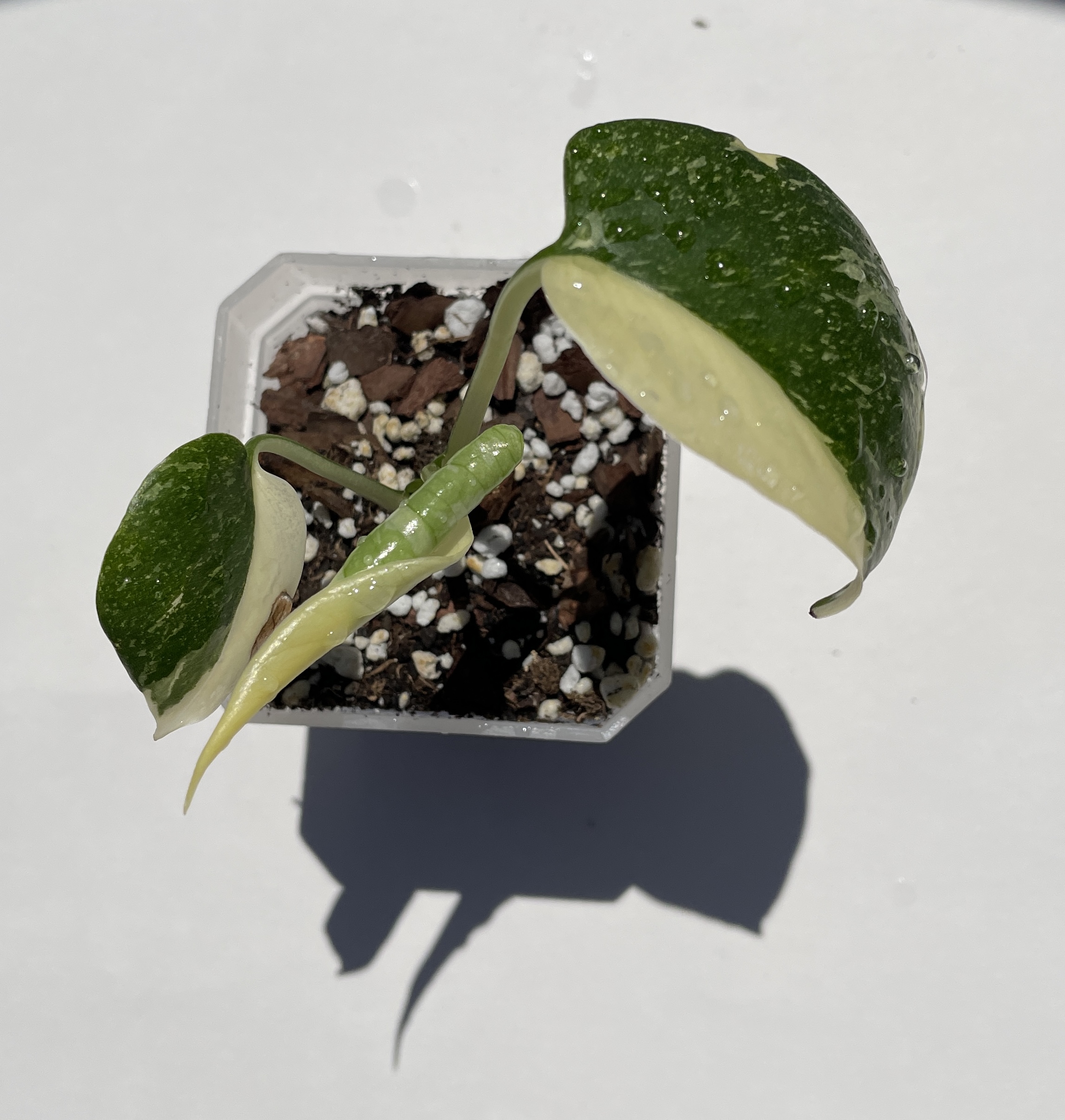 Monstera Deliciosa Thai Constellation - Image 12