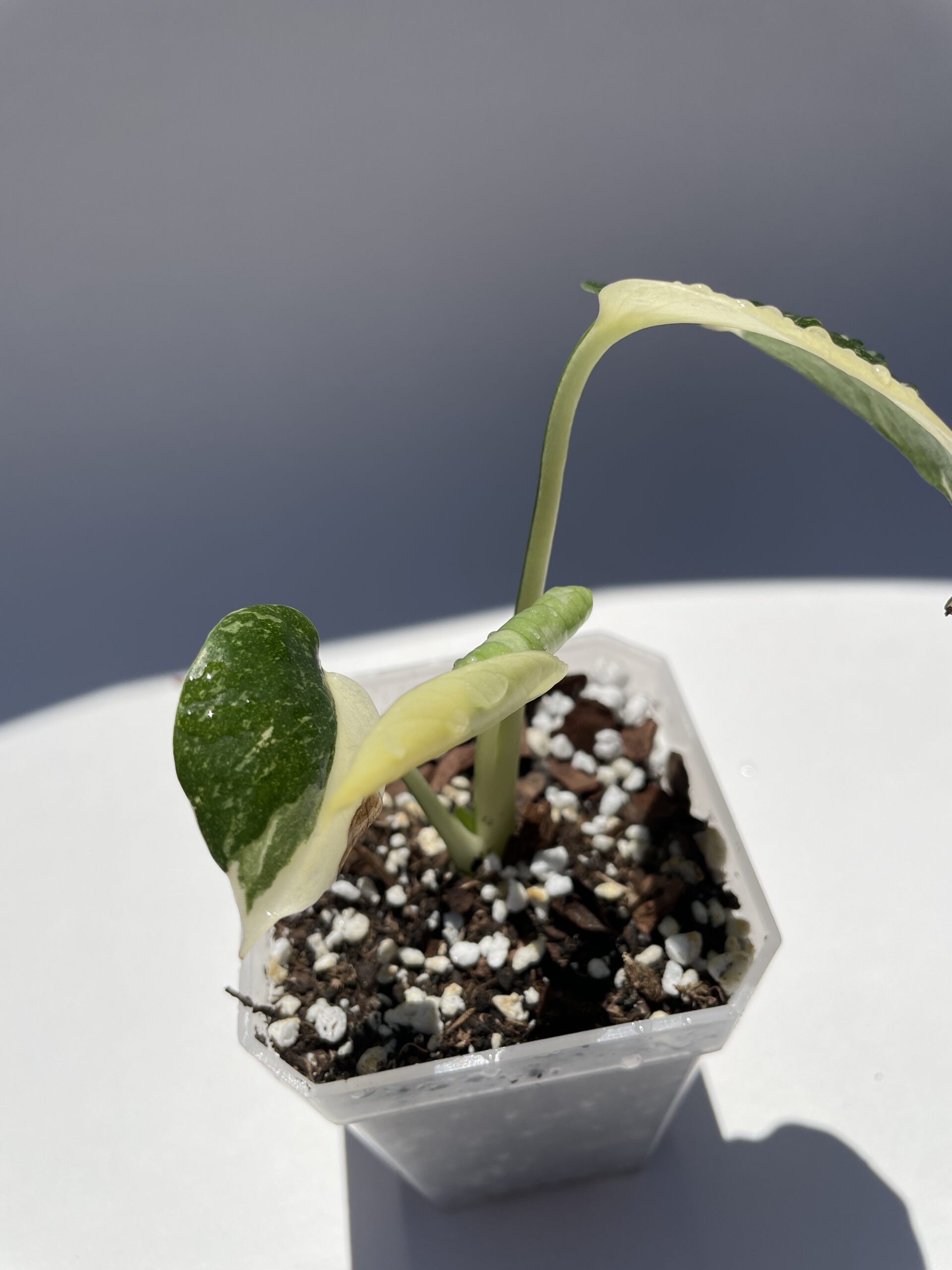 Monstera Deliciosa Thai Constellation - Image 6