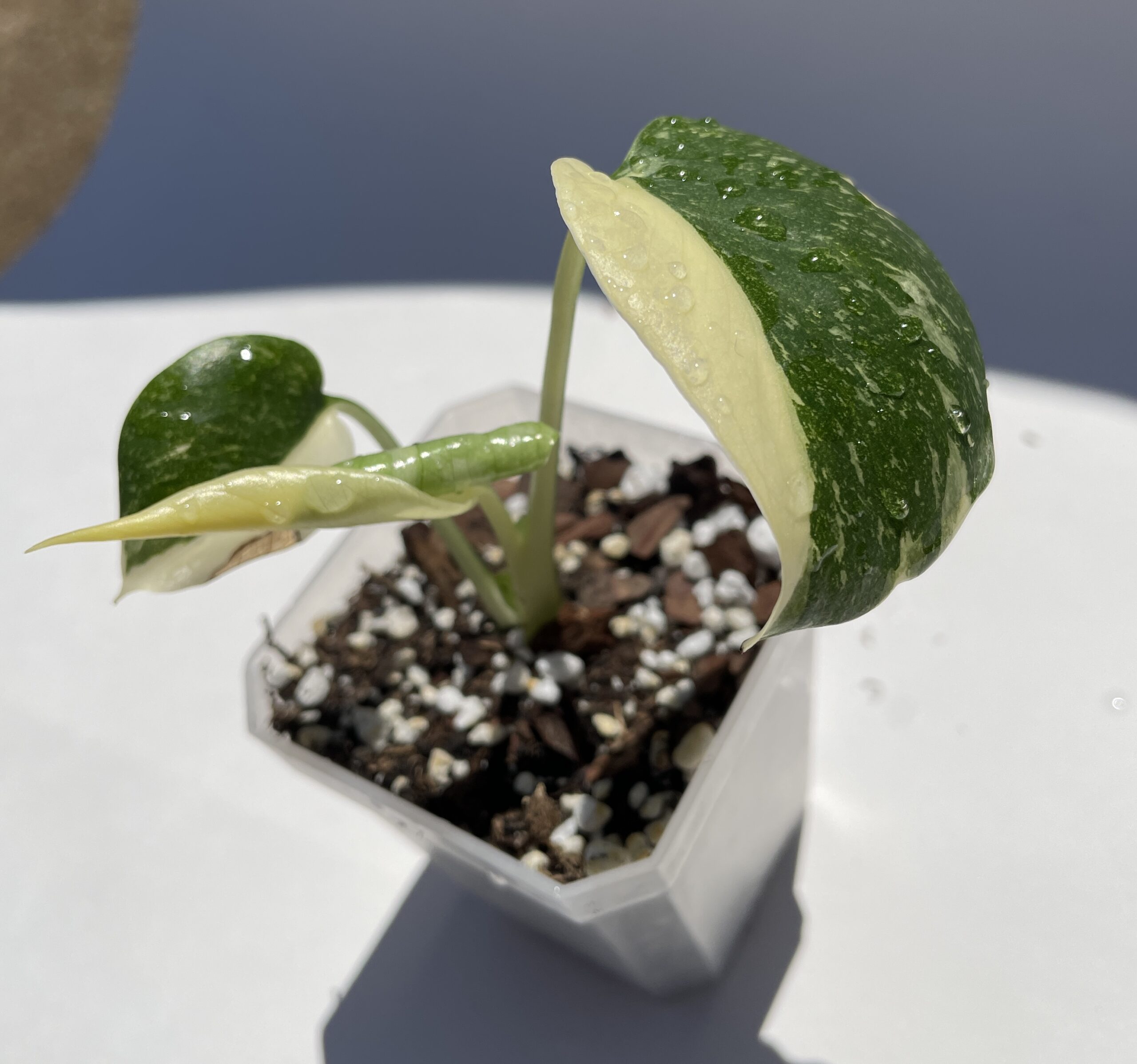 Monstera Deliciosa Thai Constellation - Image 10