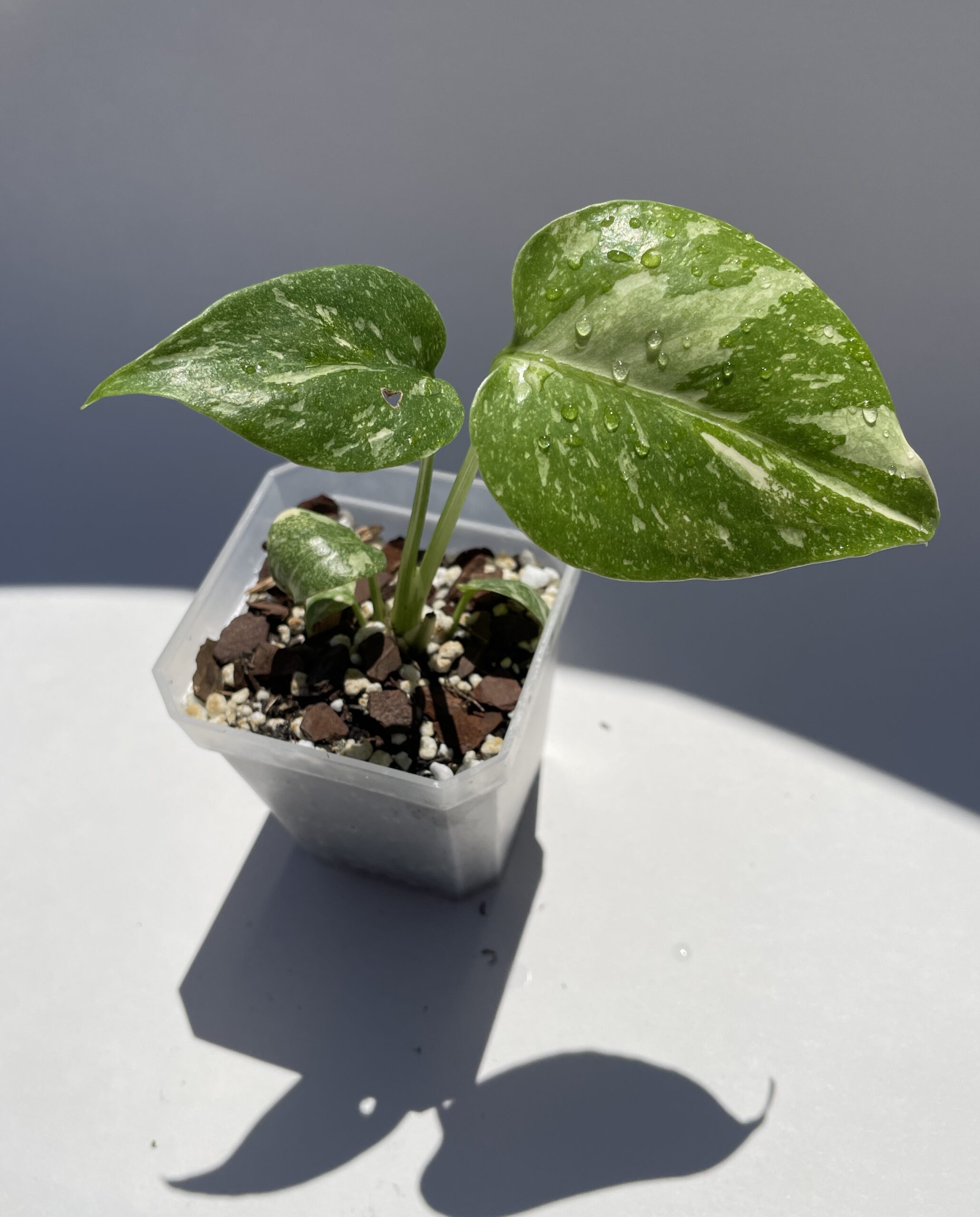 Monstera Deliciosa Thai Constellation - Image 14