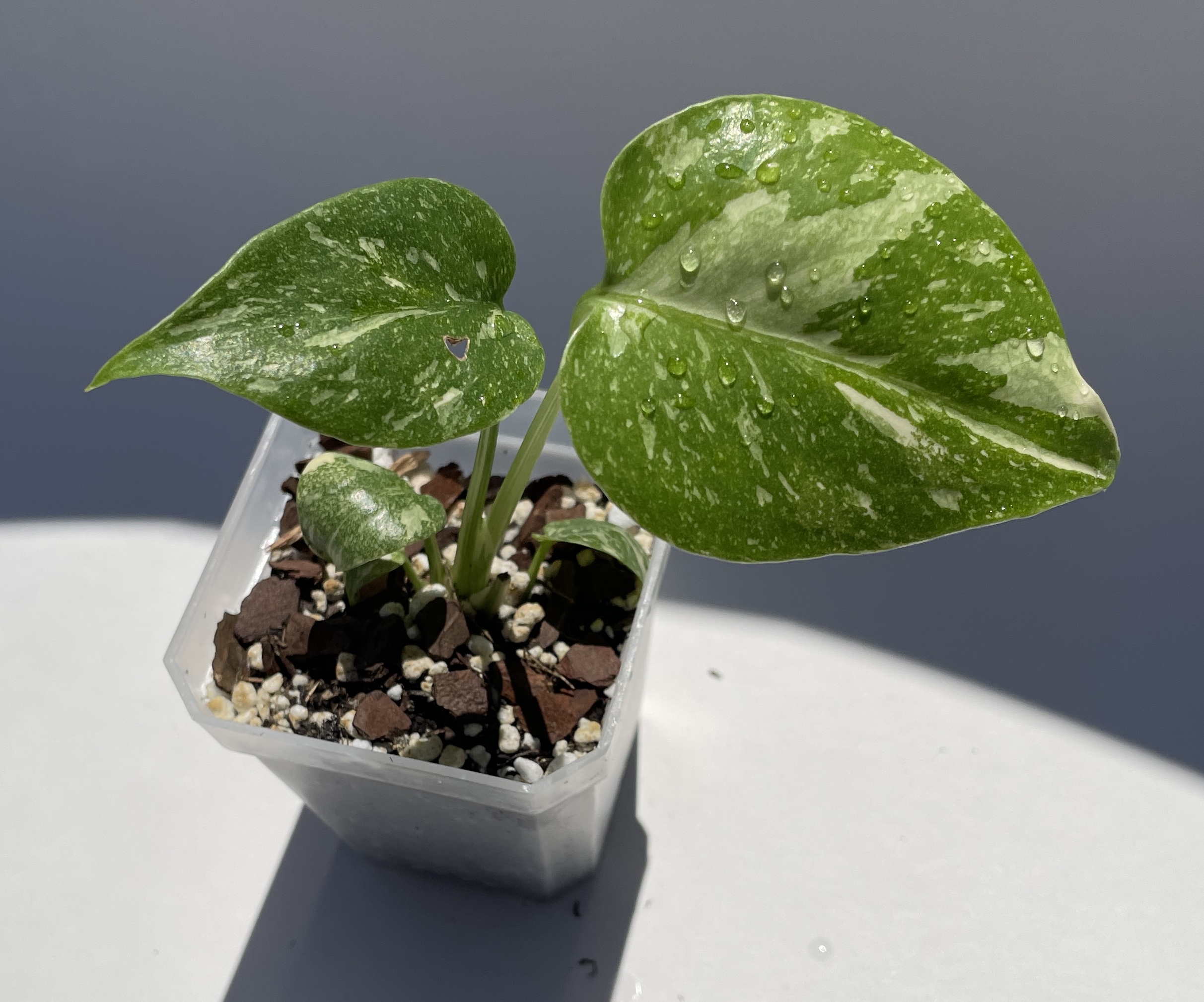 Monstera Deliciosa Thai Constellation - Image 13