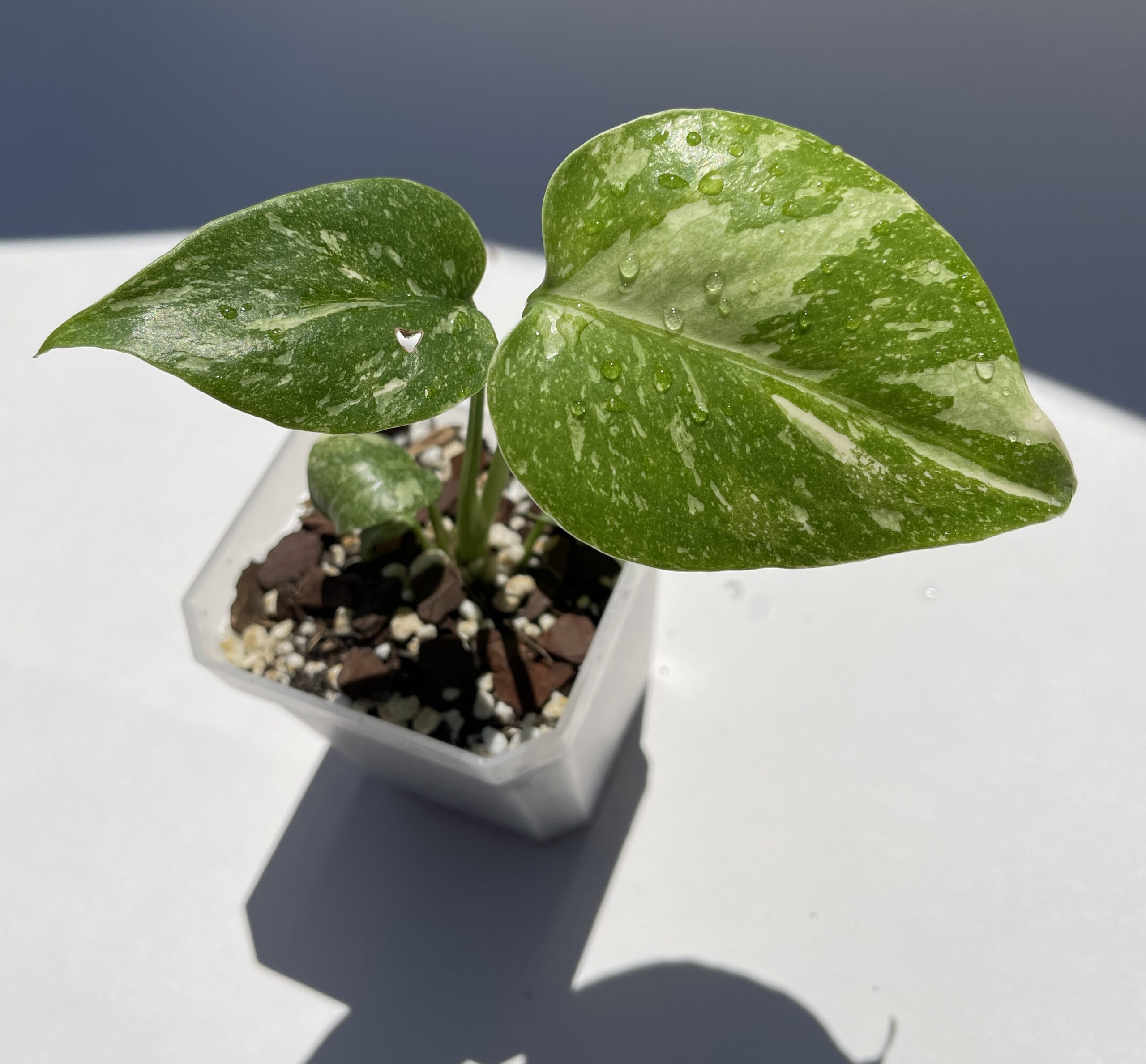 Monstera Deliciosa Thai Constellation - Image 9