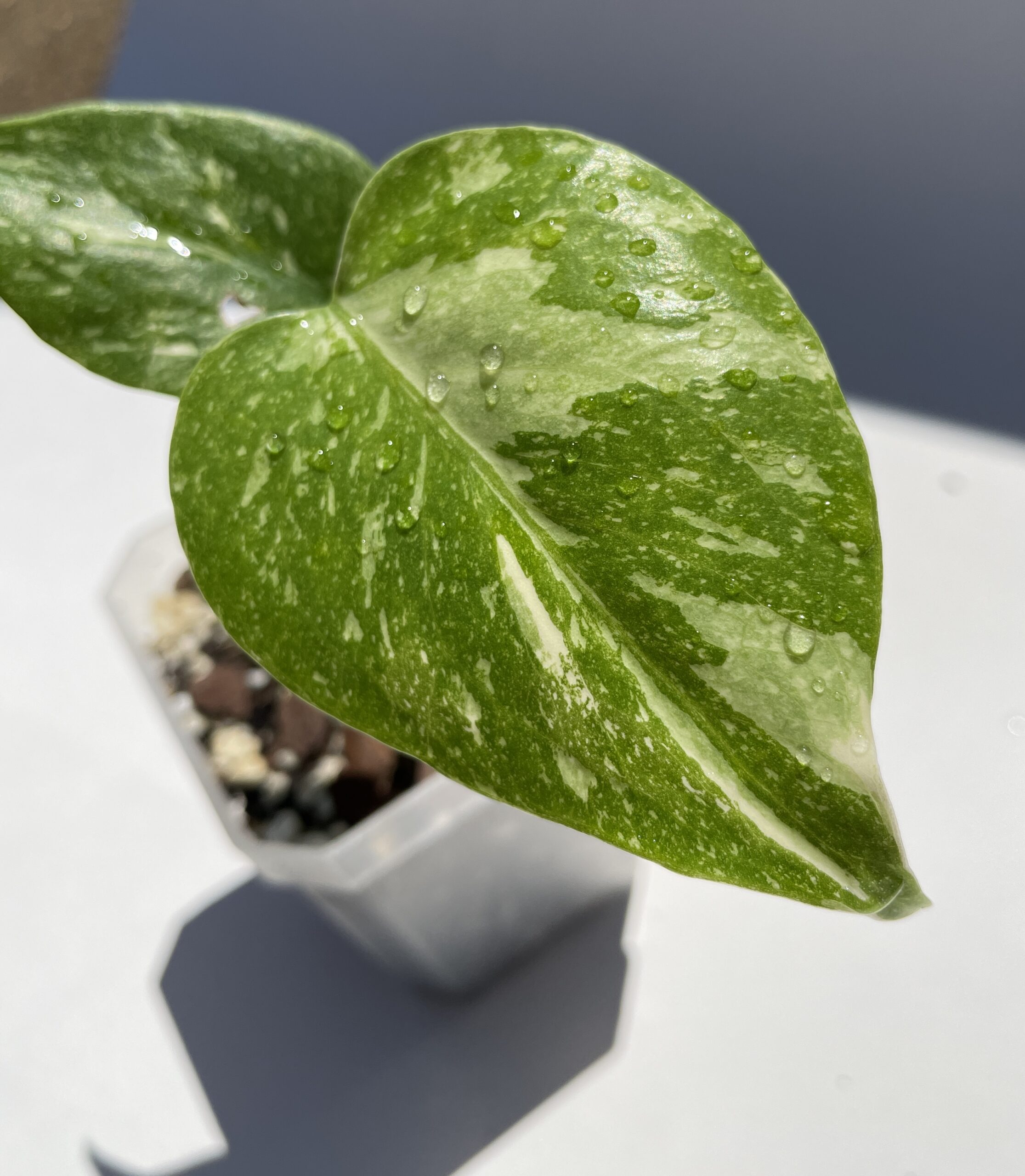 Monstera Deliciosa Thai Constellation - Image 7