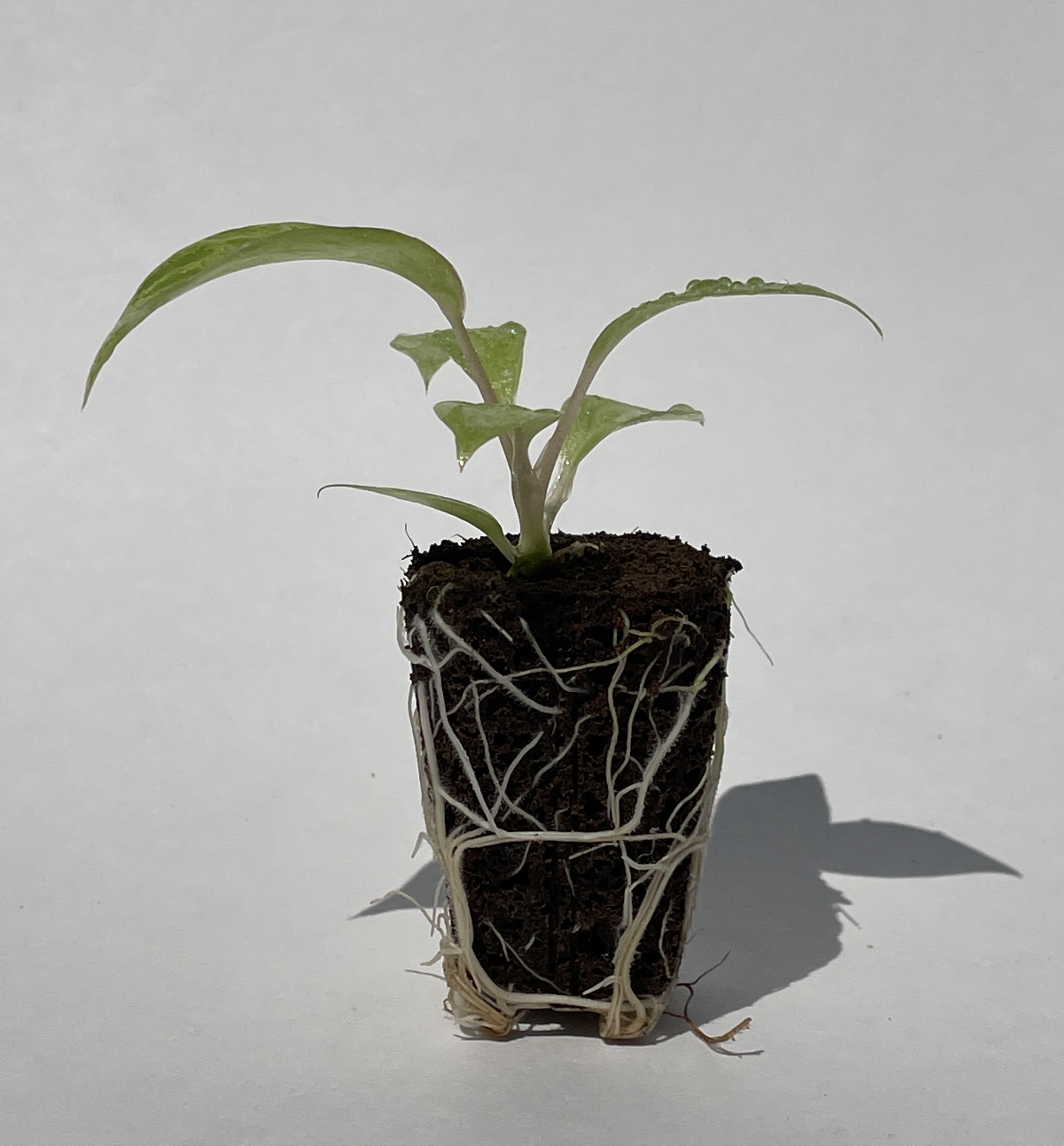 Philodendron Paraiso Verde - Image 2