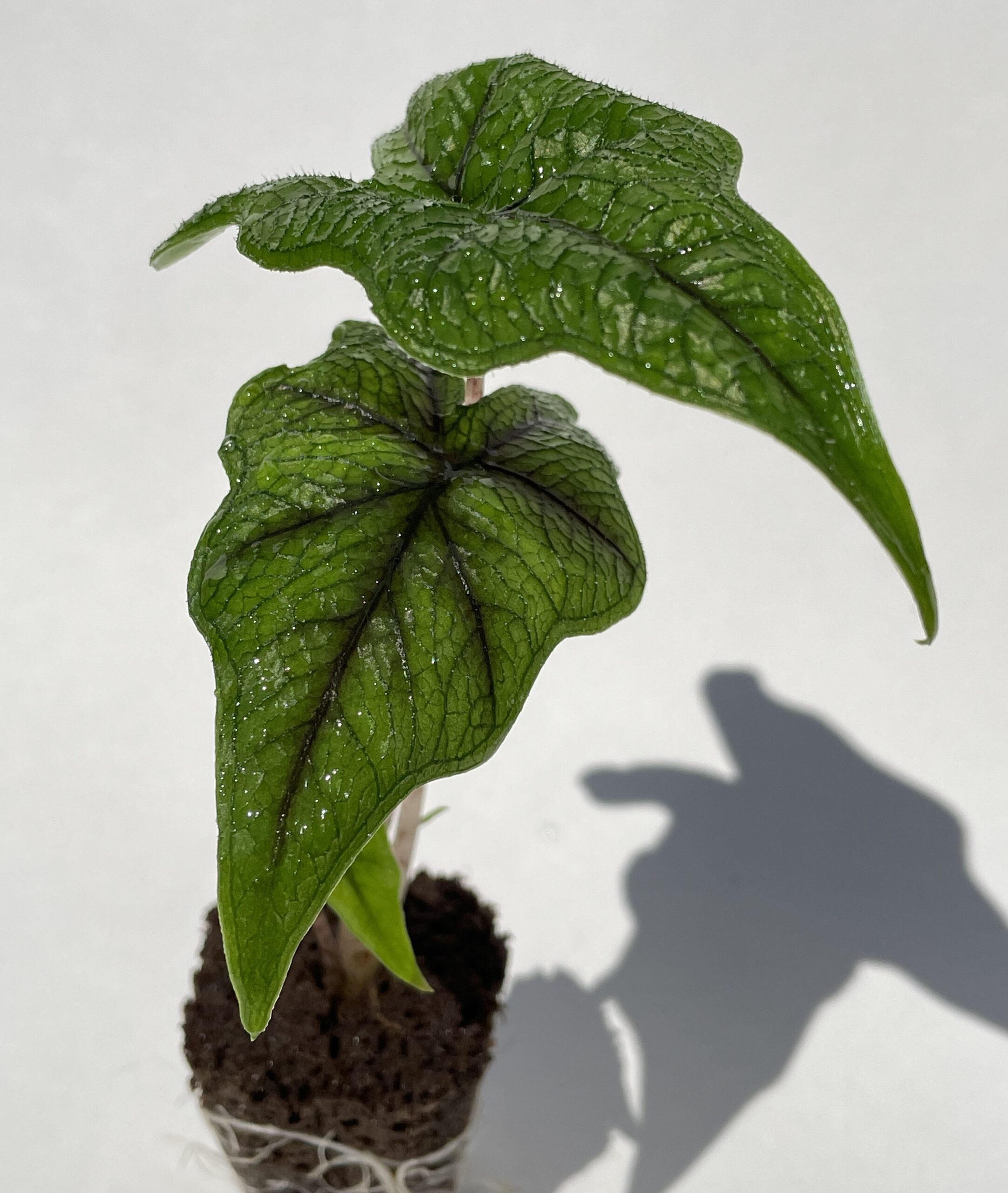 Alocasia Tandurusa/Jacklyn