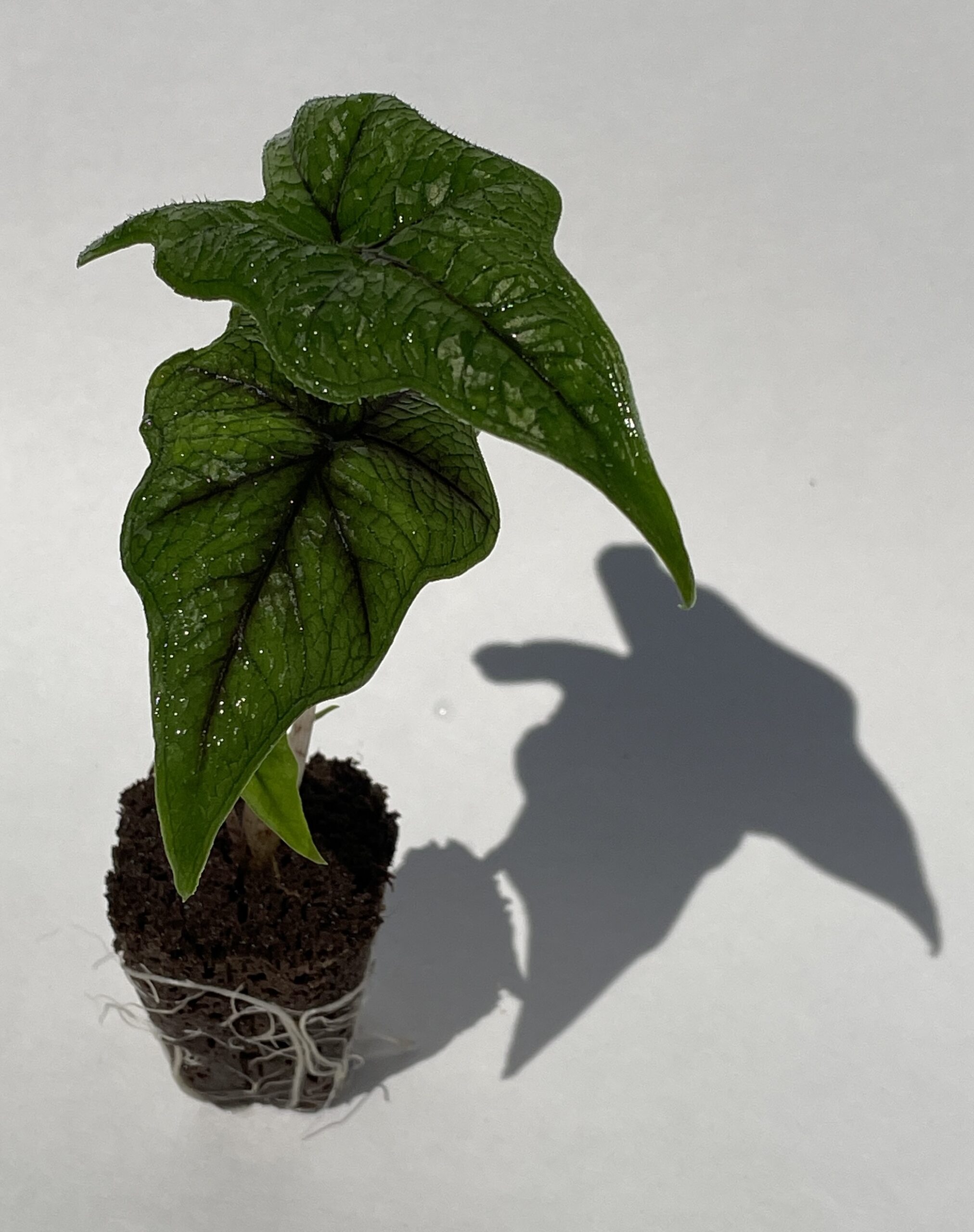 Alocasia Tandurusa/Jacklyn - Image 6