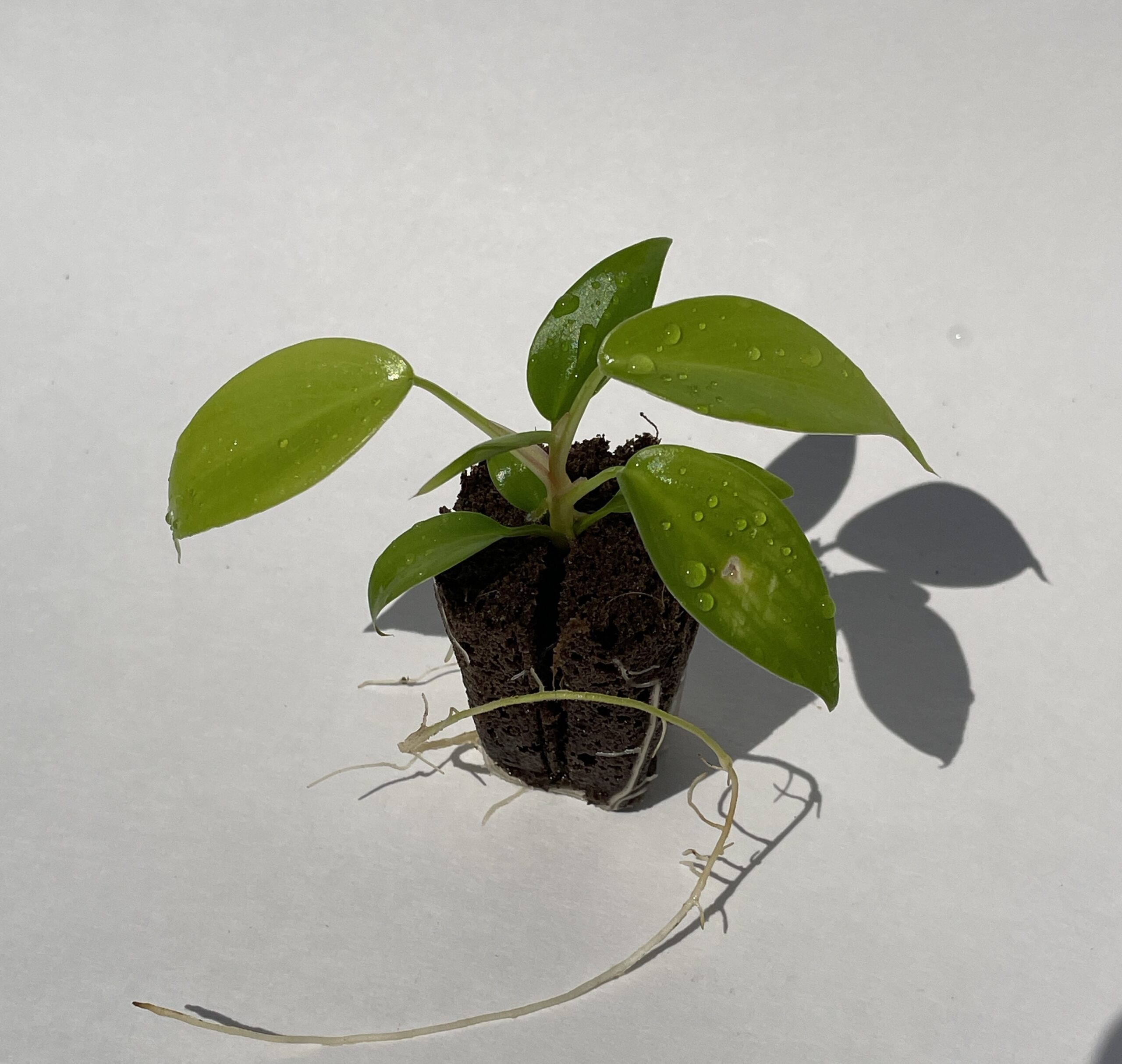 Philodendron Florida (green) - Image 6