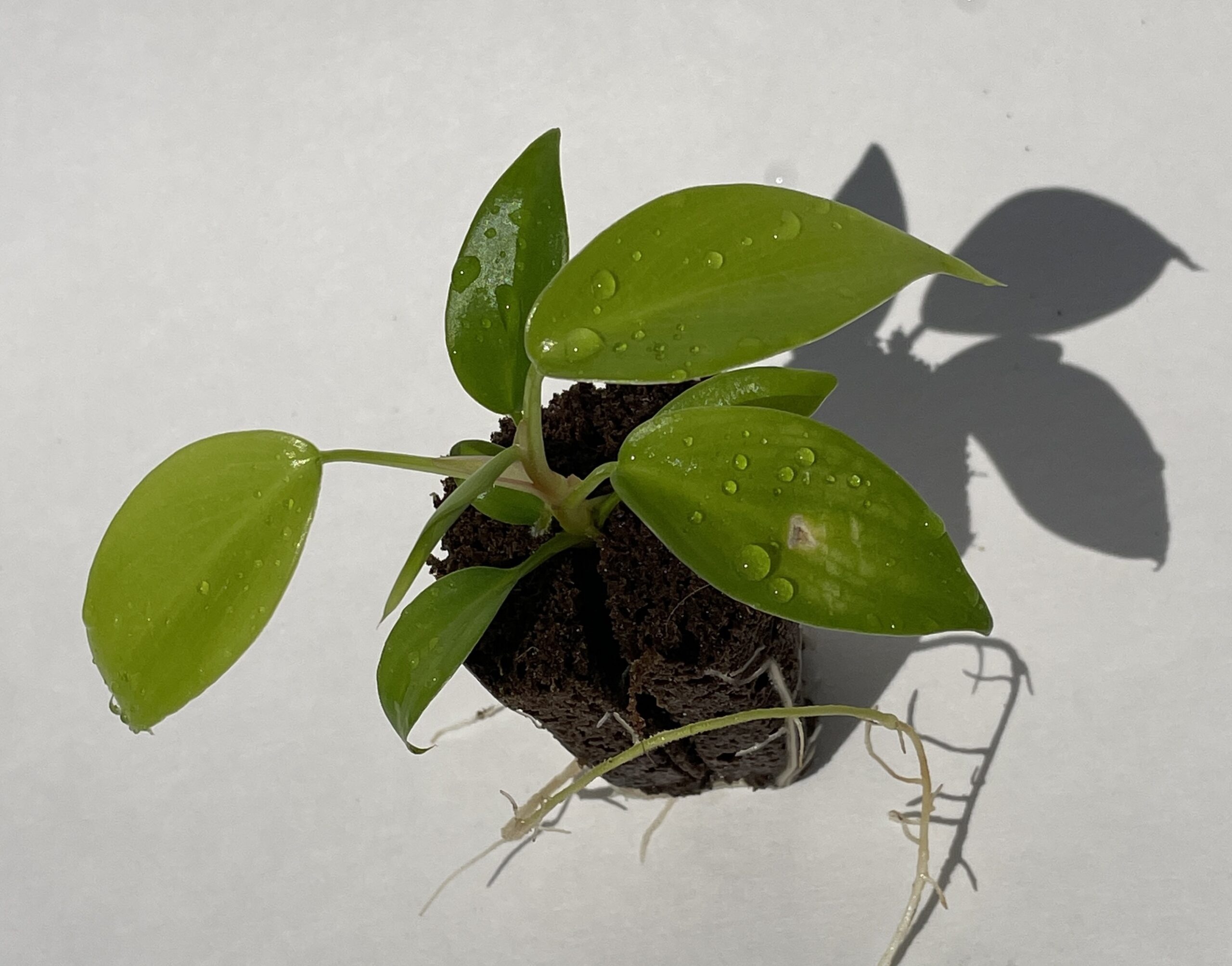 Philodendron Florida (green) - Image 5