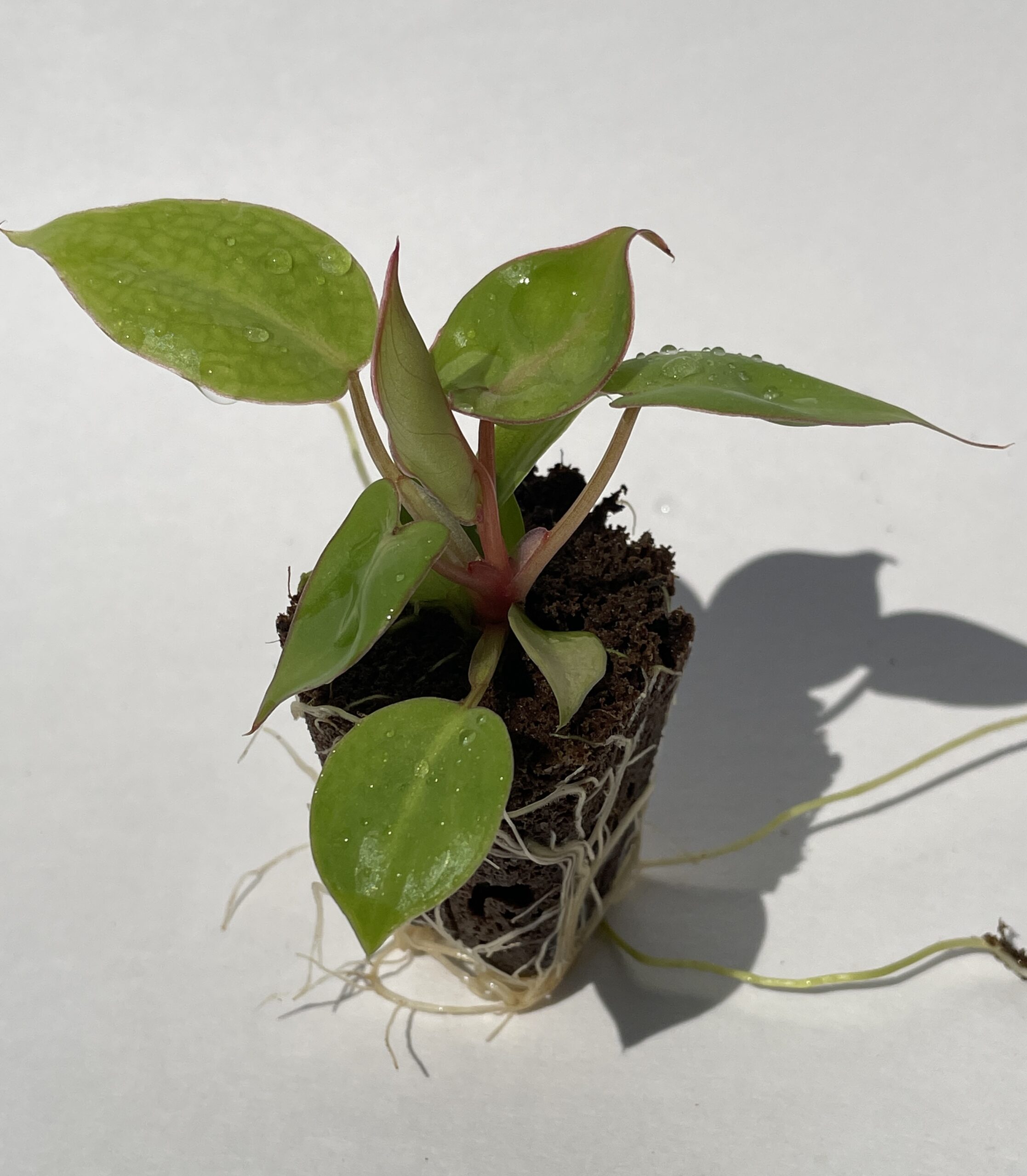Philodendron Billietiae - Image 2