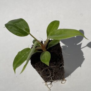 Philodendron Fuzzy Petiole