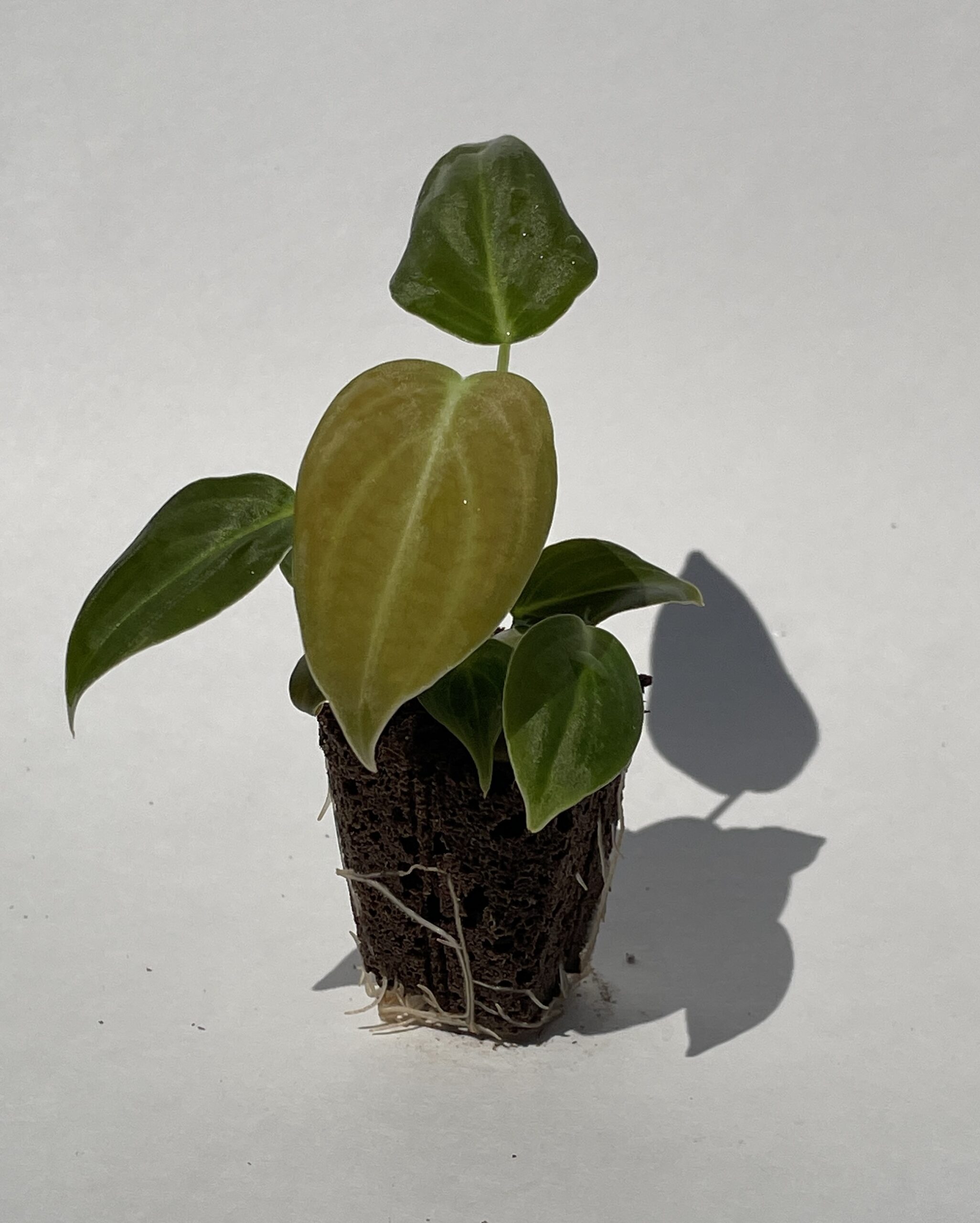 Philodendron Melanochrysum - Image 5