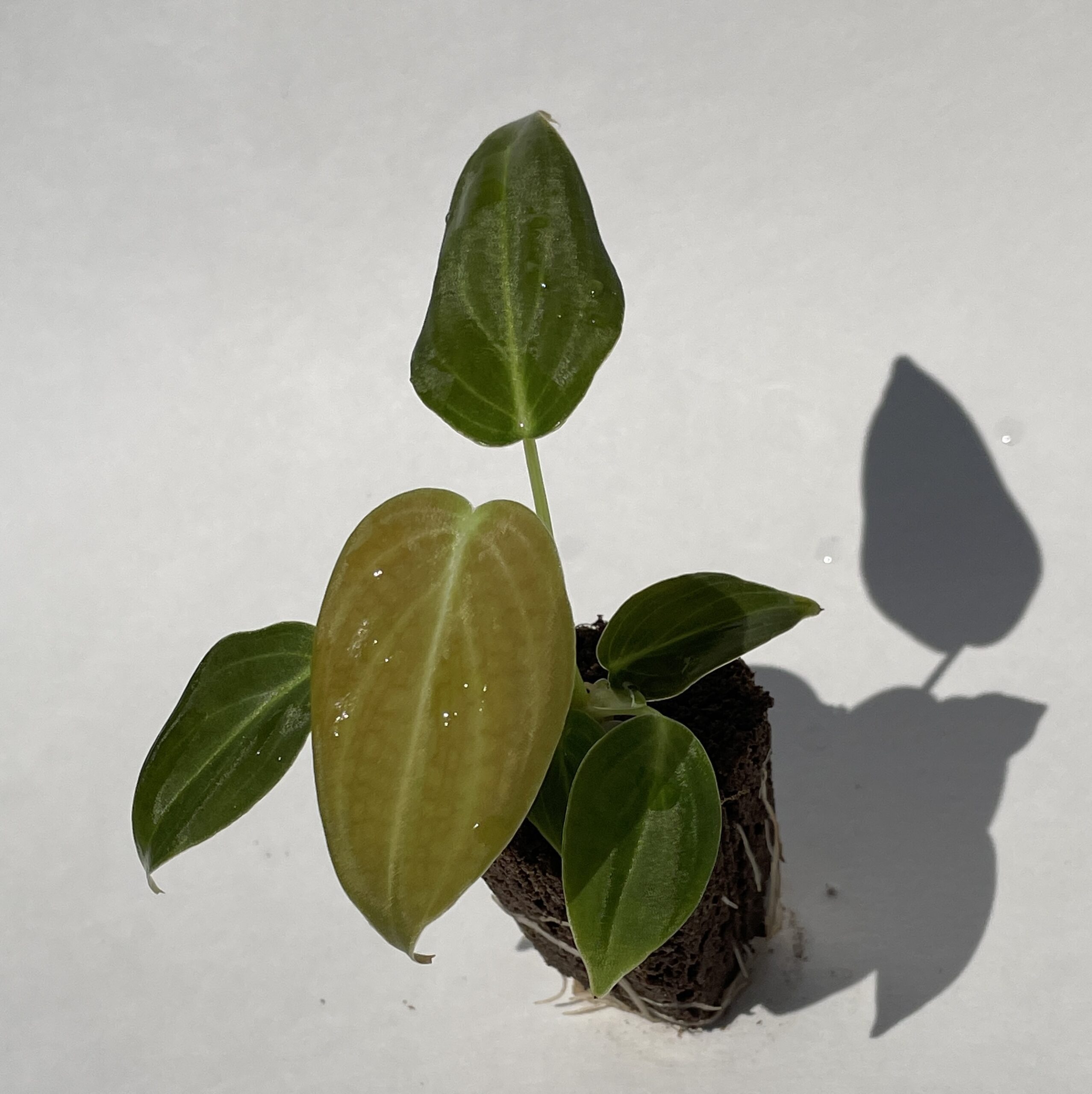 Philodendron Melanochrysum - Image 6