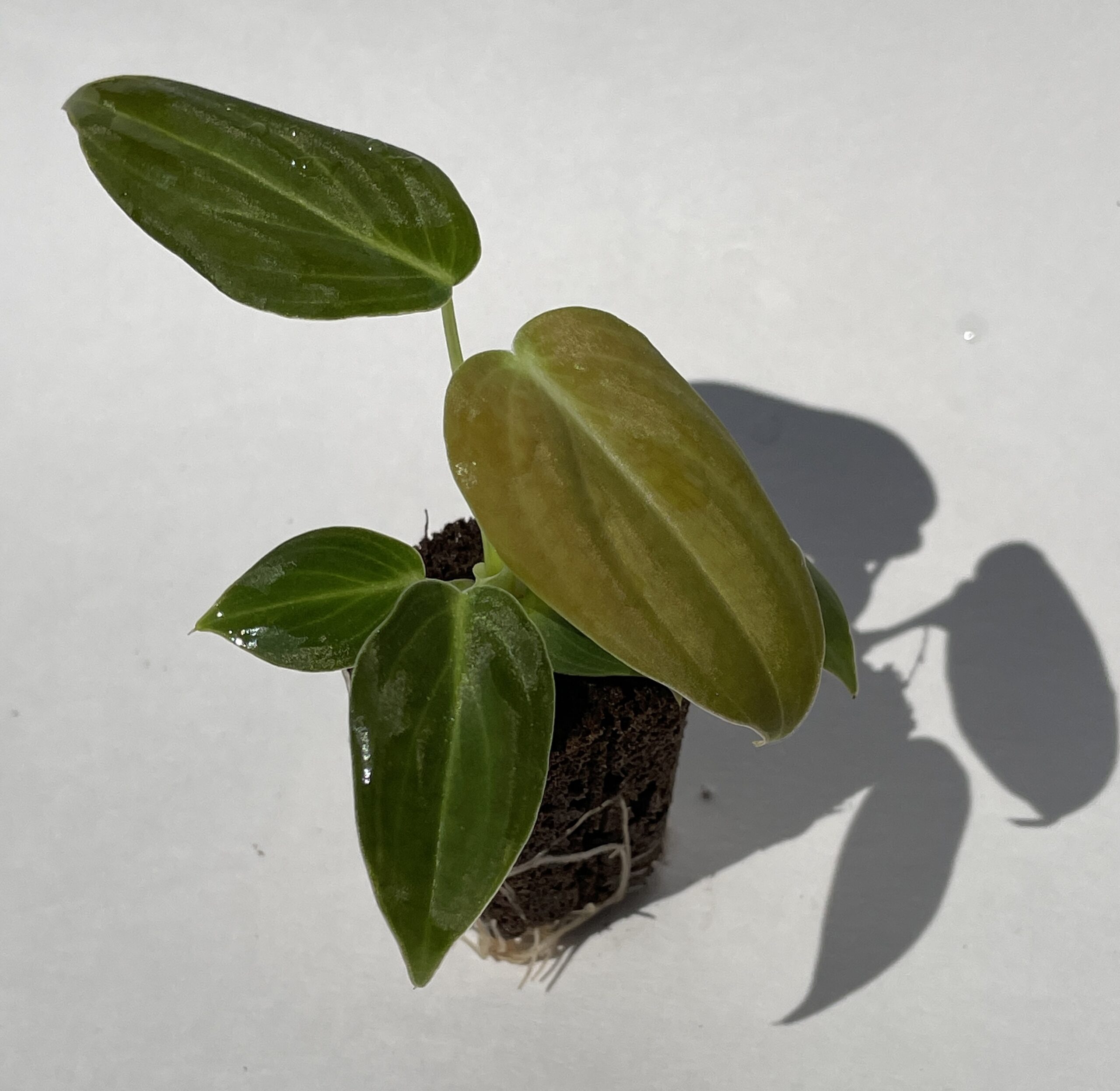 Philodendron Melanochrysum - Image 4