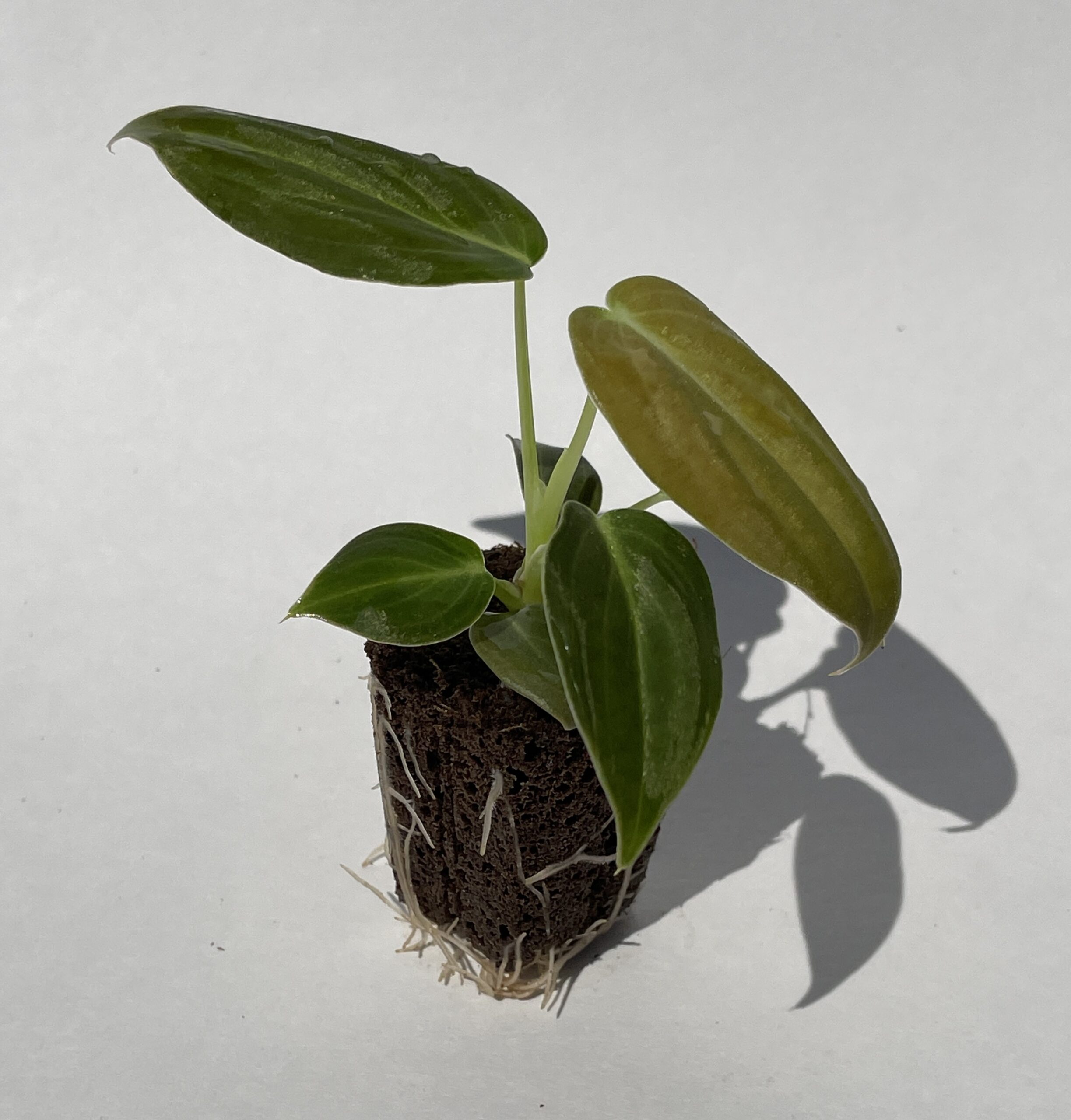 Philodendron Melanochrysum - Image 3