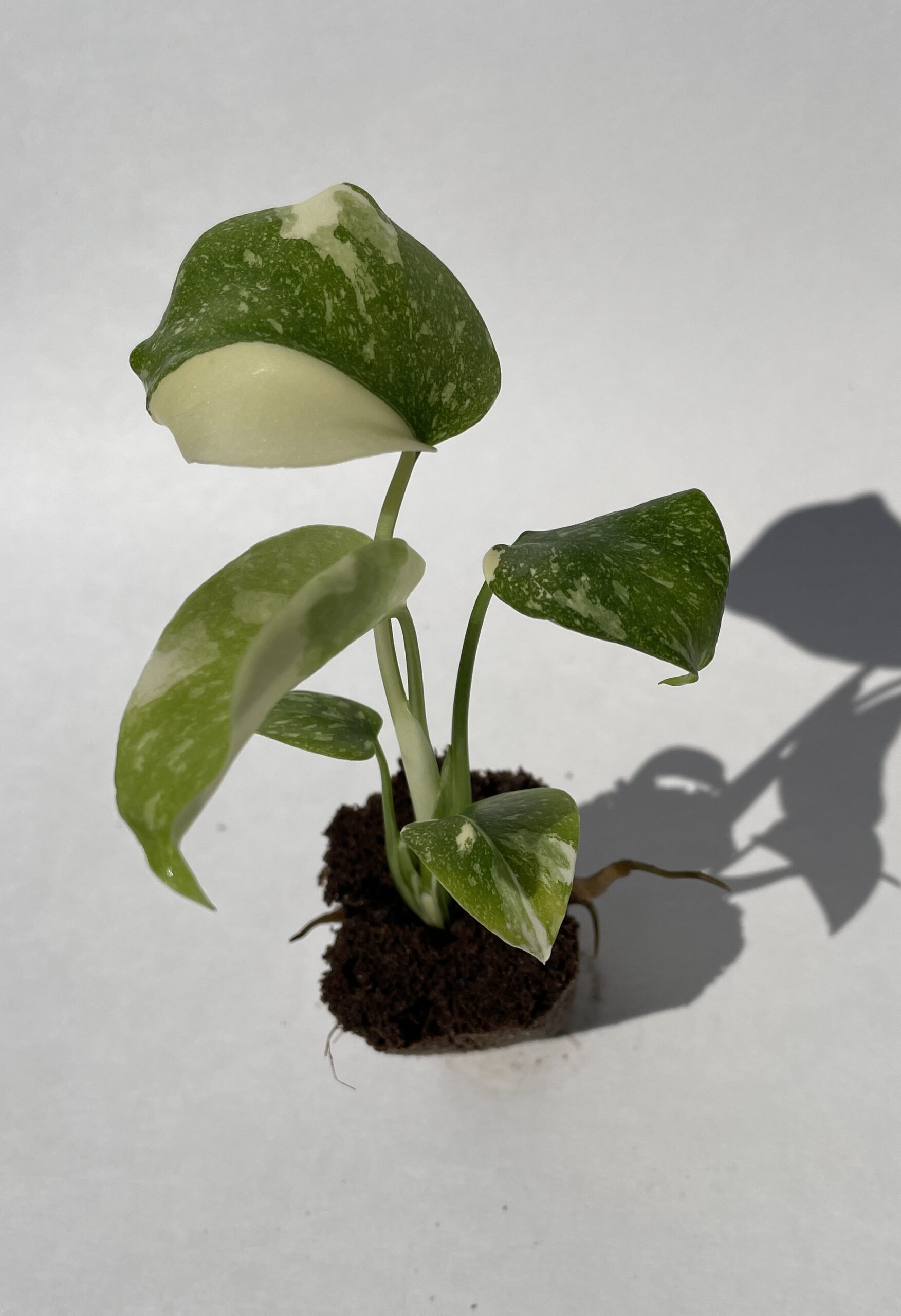 Monstera Deliciosa Thai Constellation - Image 16