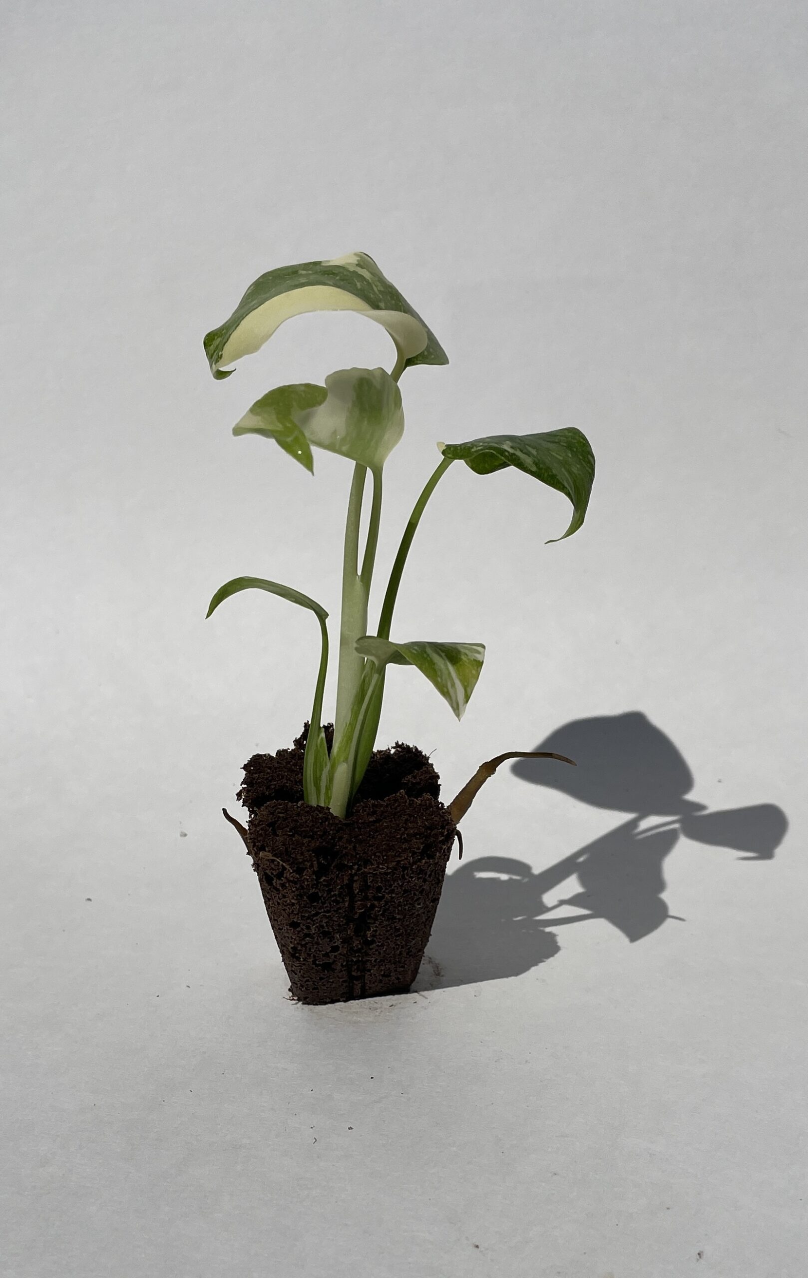 Monstera Deliciosa Thai Constellation - Image 15