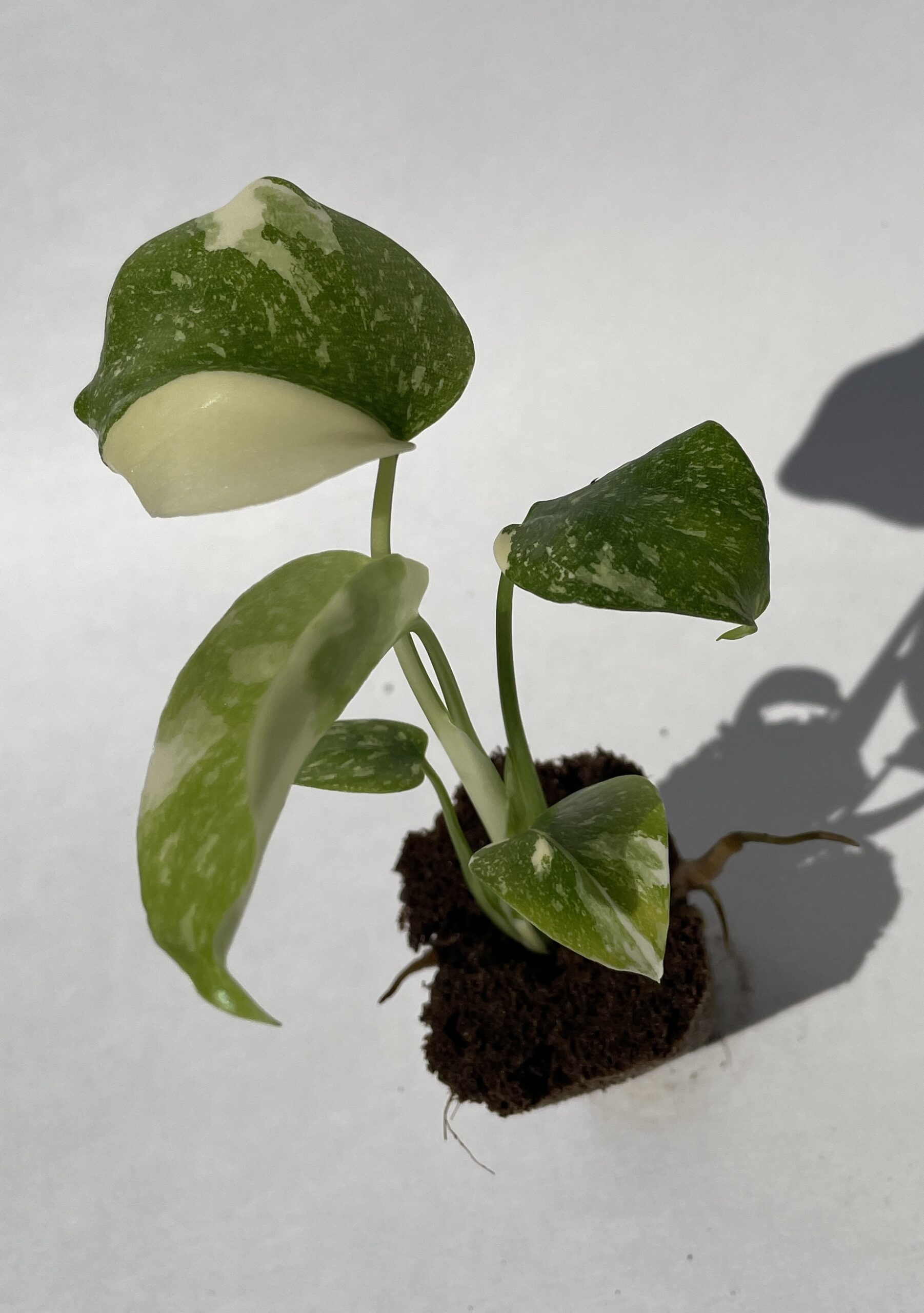Monstera Deliciosa Thai Constellation - Image 17