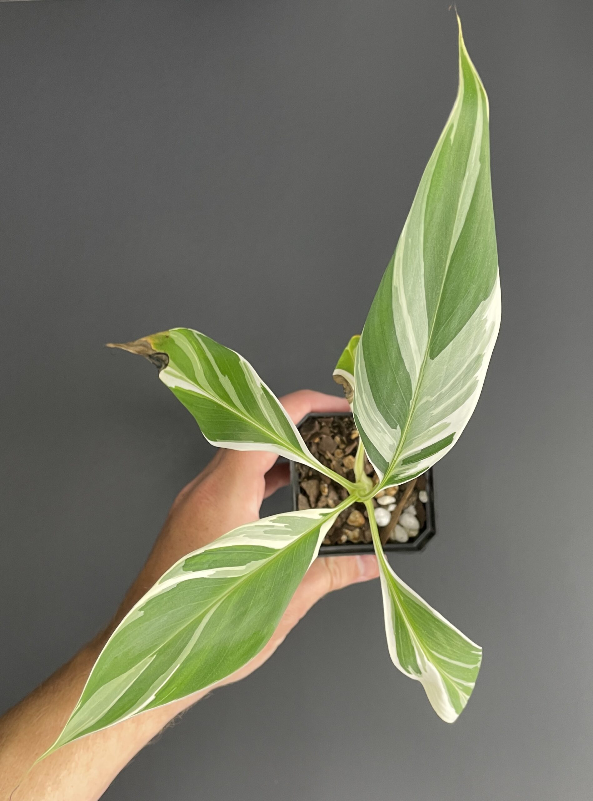 Musa Florida (AEAE)