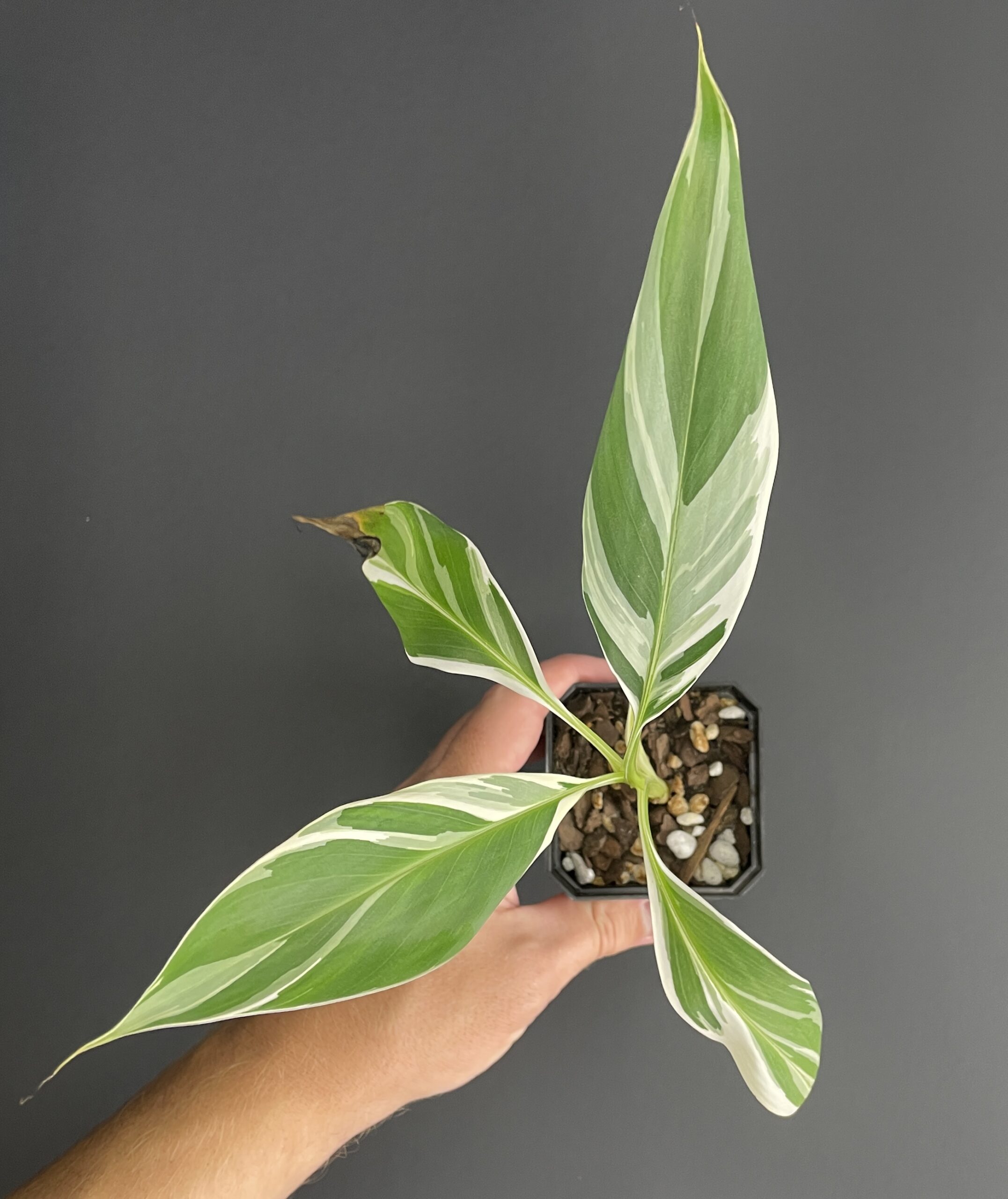 Musa Florida (AEAE) - Image 6