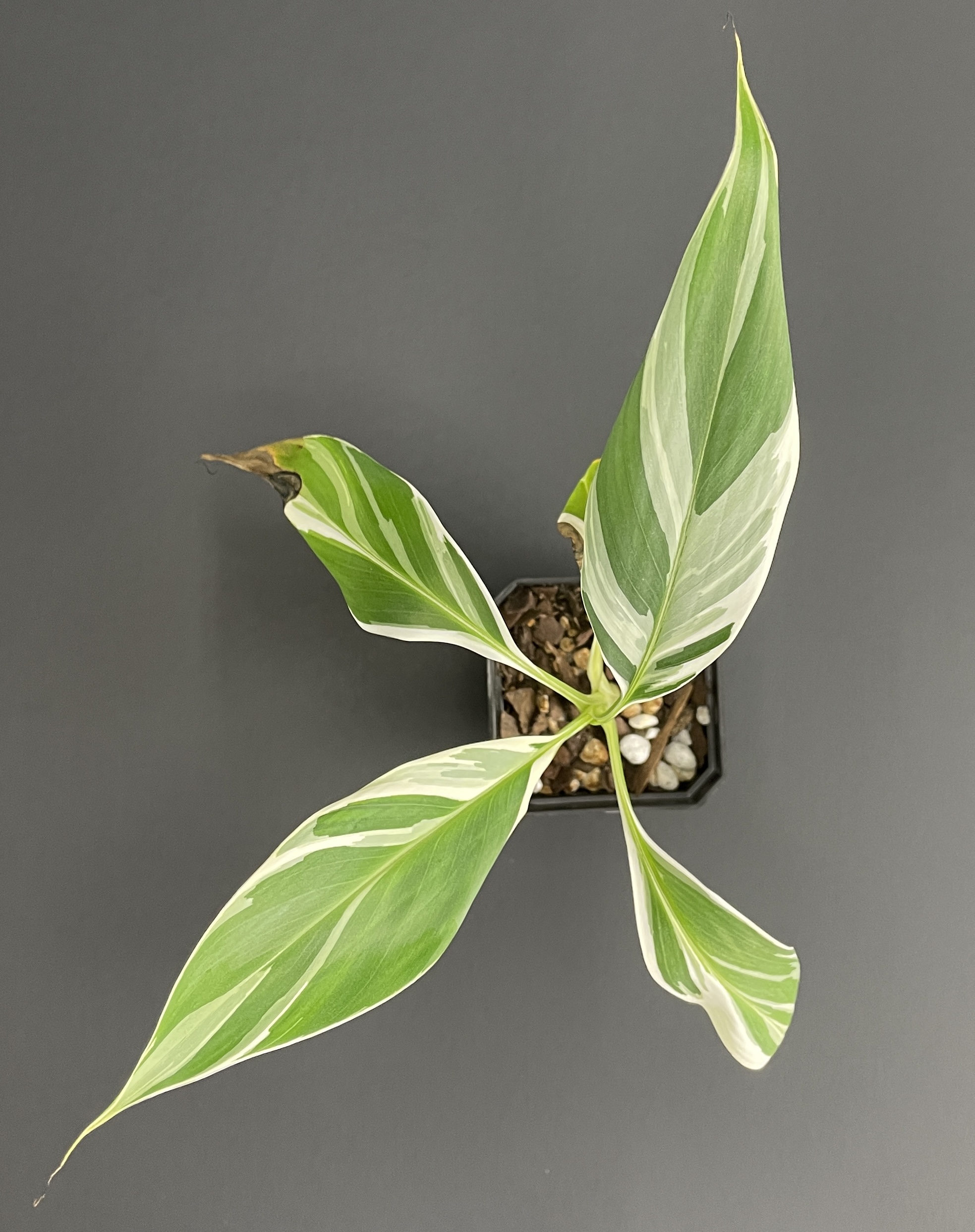 Musa Florida (AEAE) - Image 5