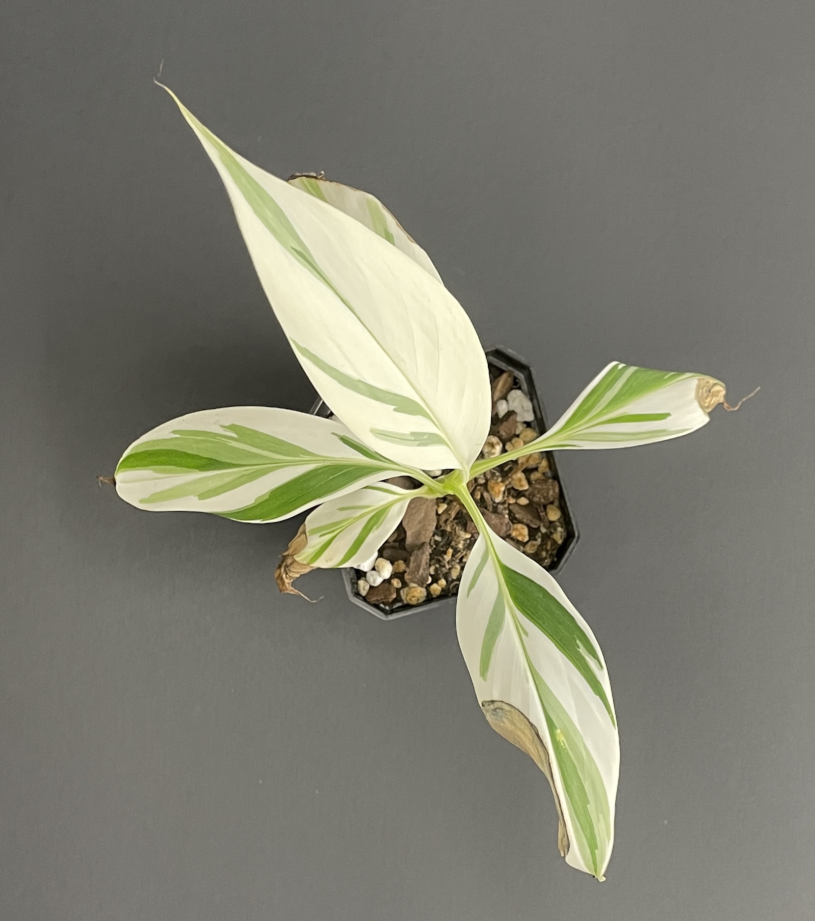 Musa Florida (AEAE) - Image 3