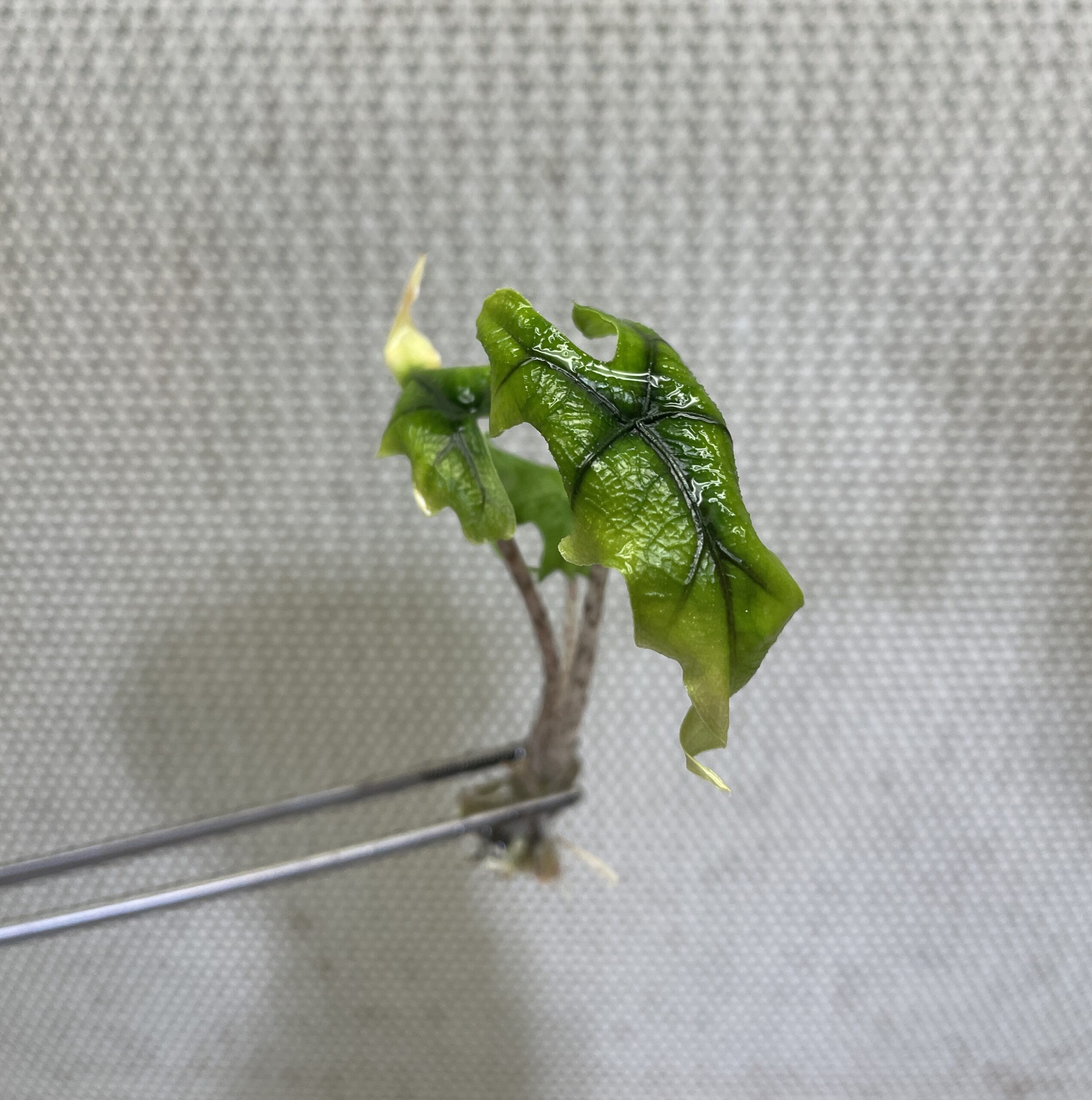 Alocasia Tandurusa/Jacklyn - Image 7