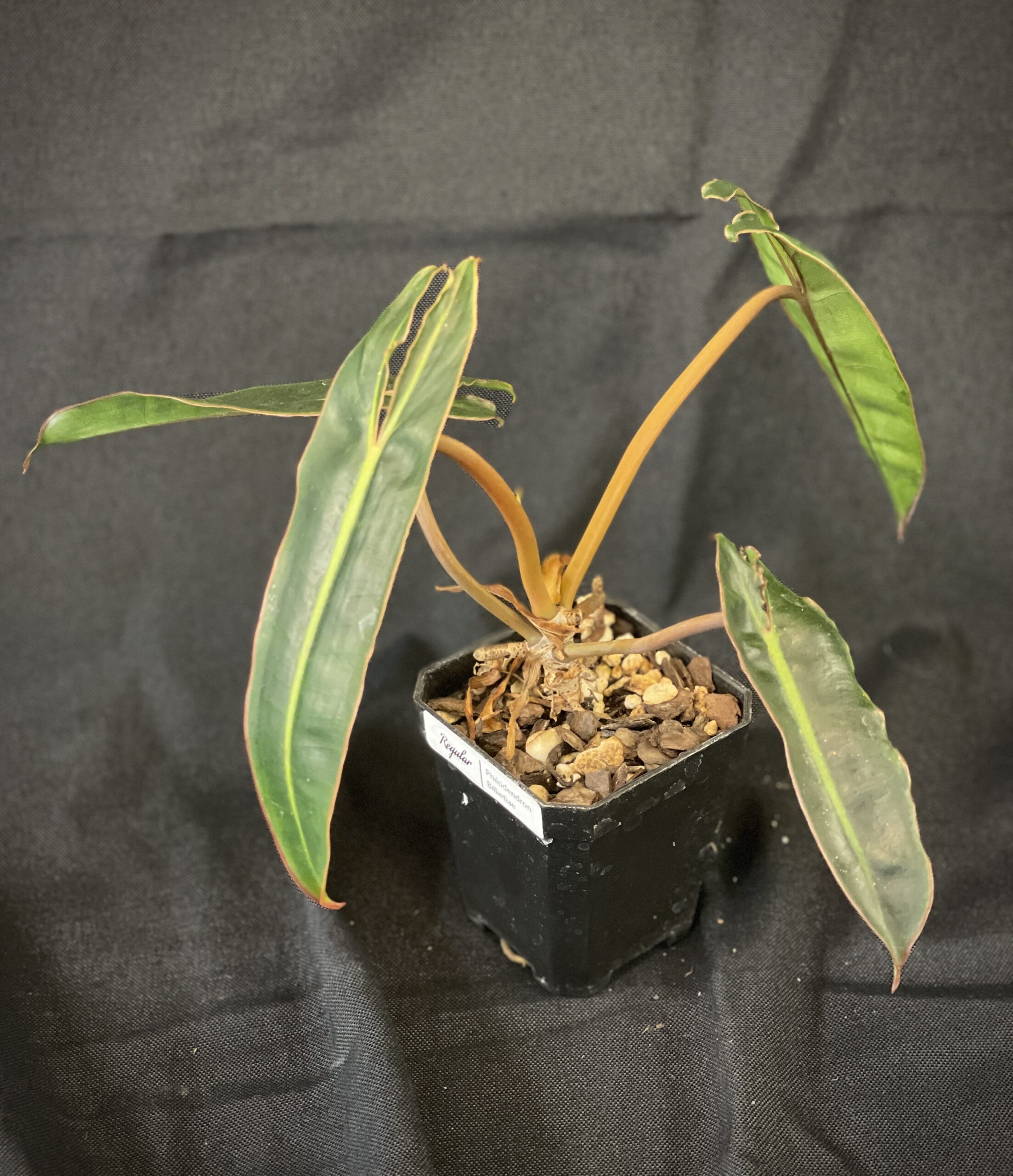 Philodendron Billietiae