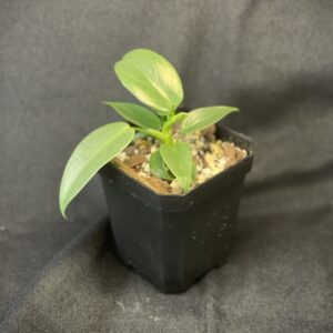 Philodendron Bipennifolium